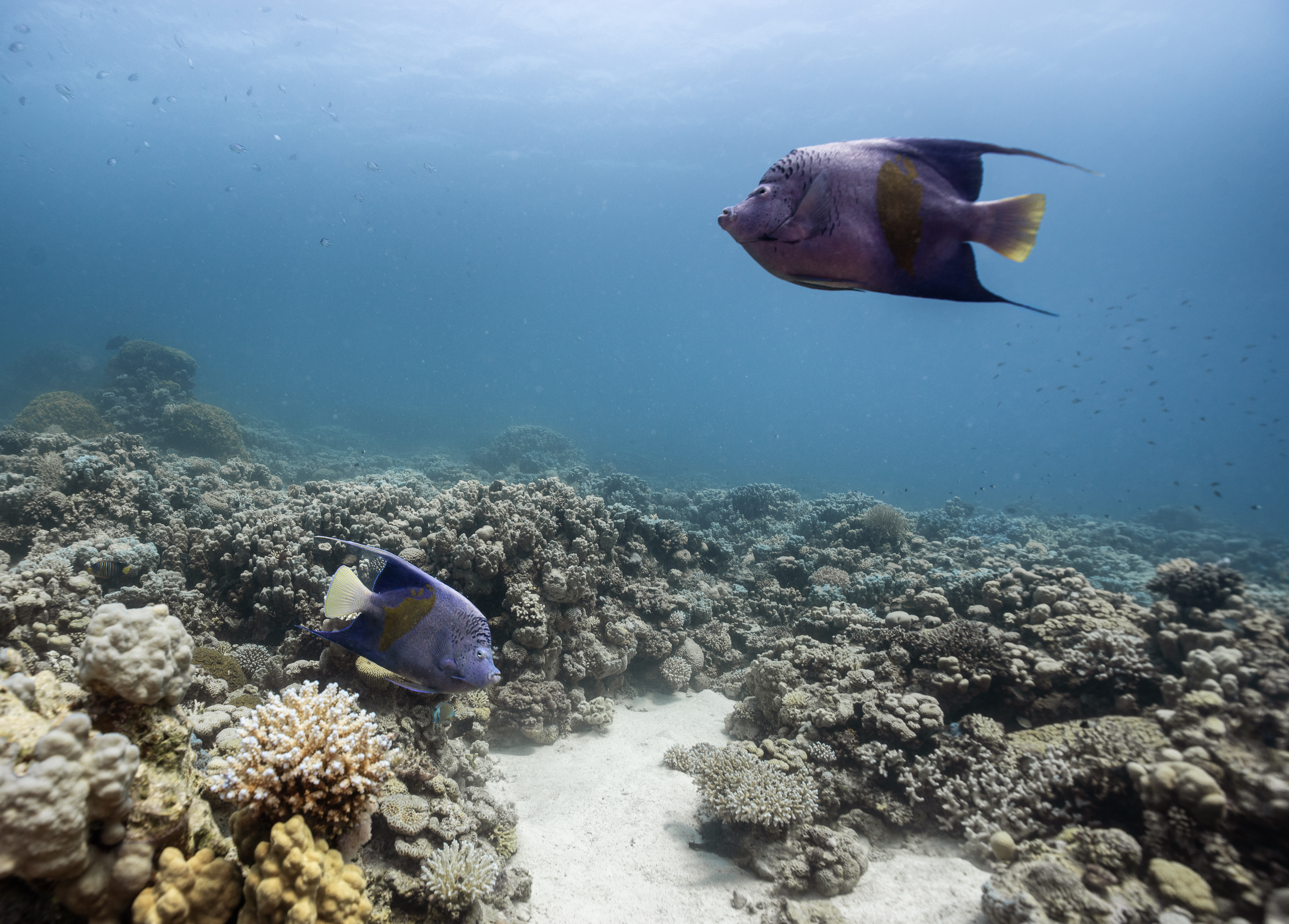 Yellowbar Angelfish