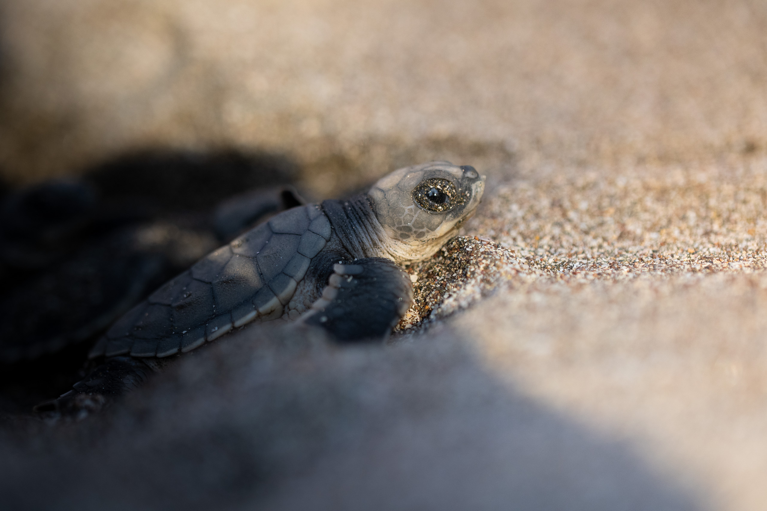 First light over the ocean