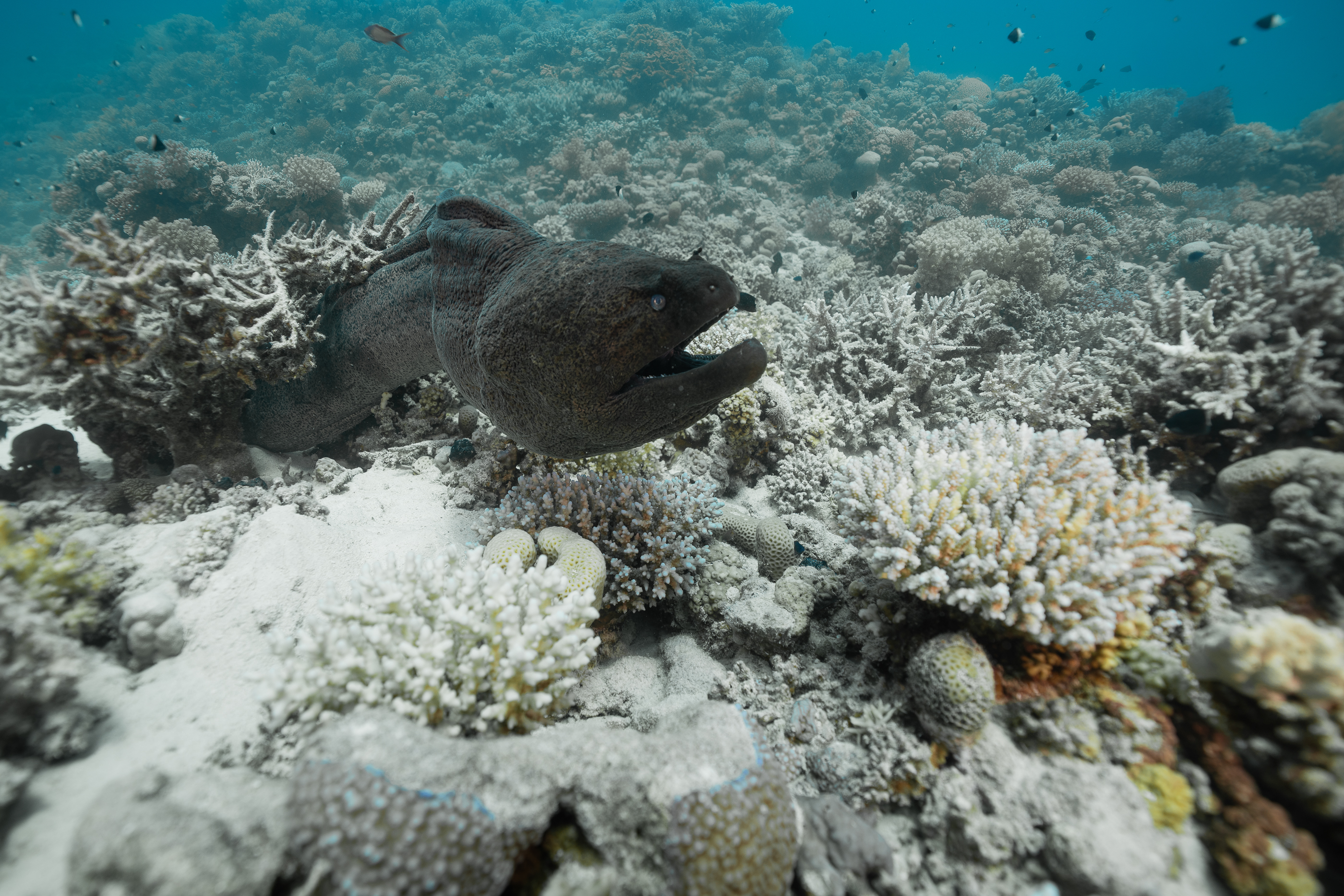 Giant Moray