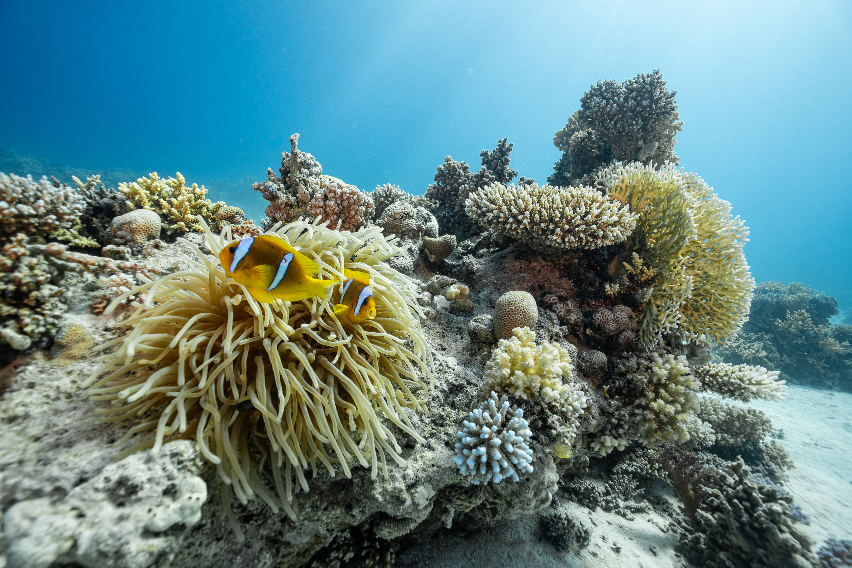 Anemonefish