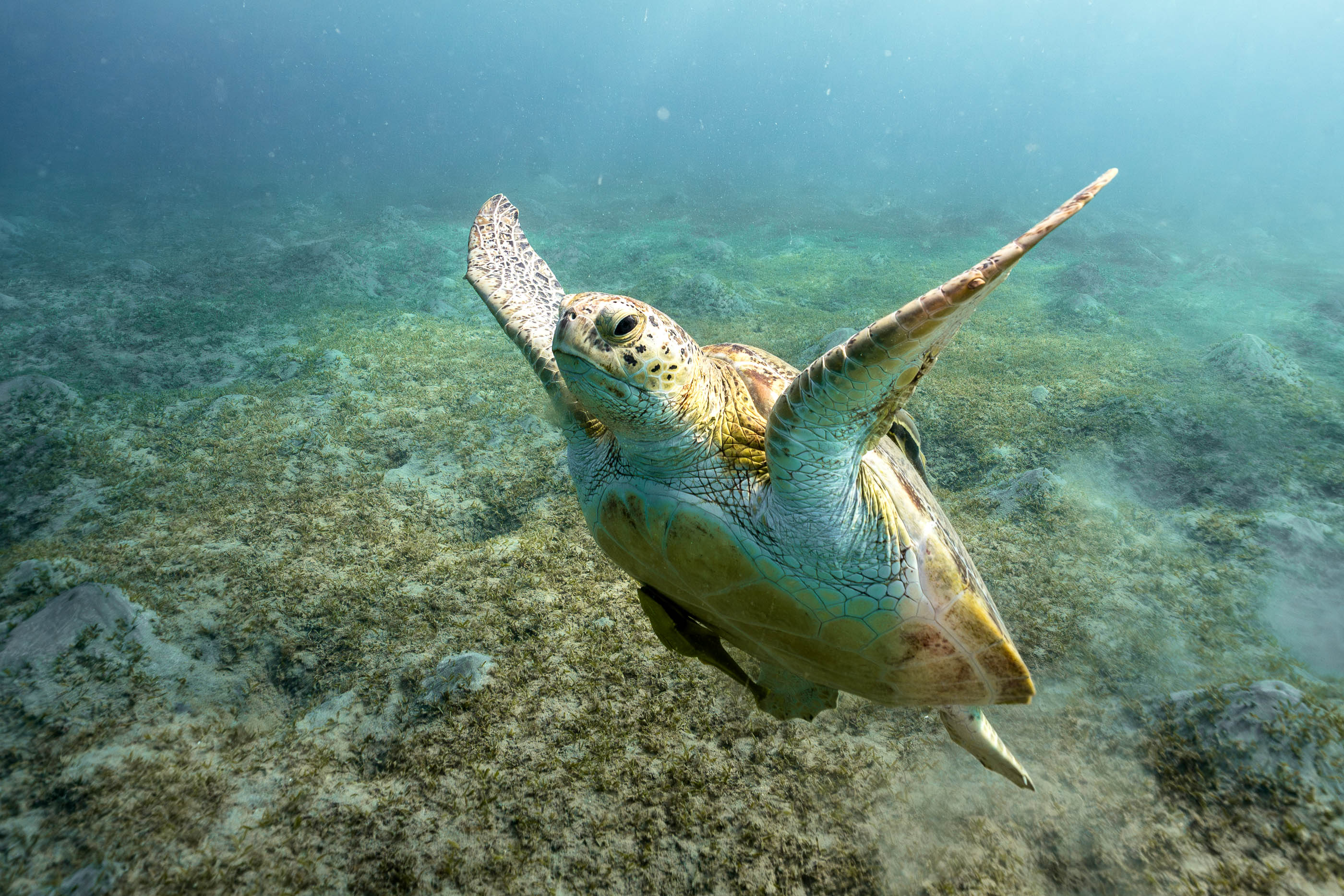Green Turtle gliding with remora fish