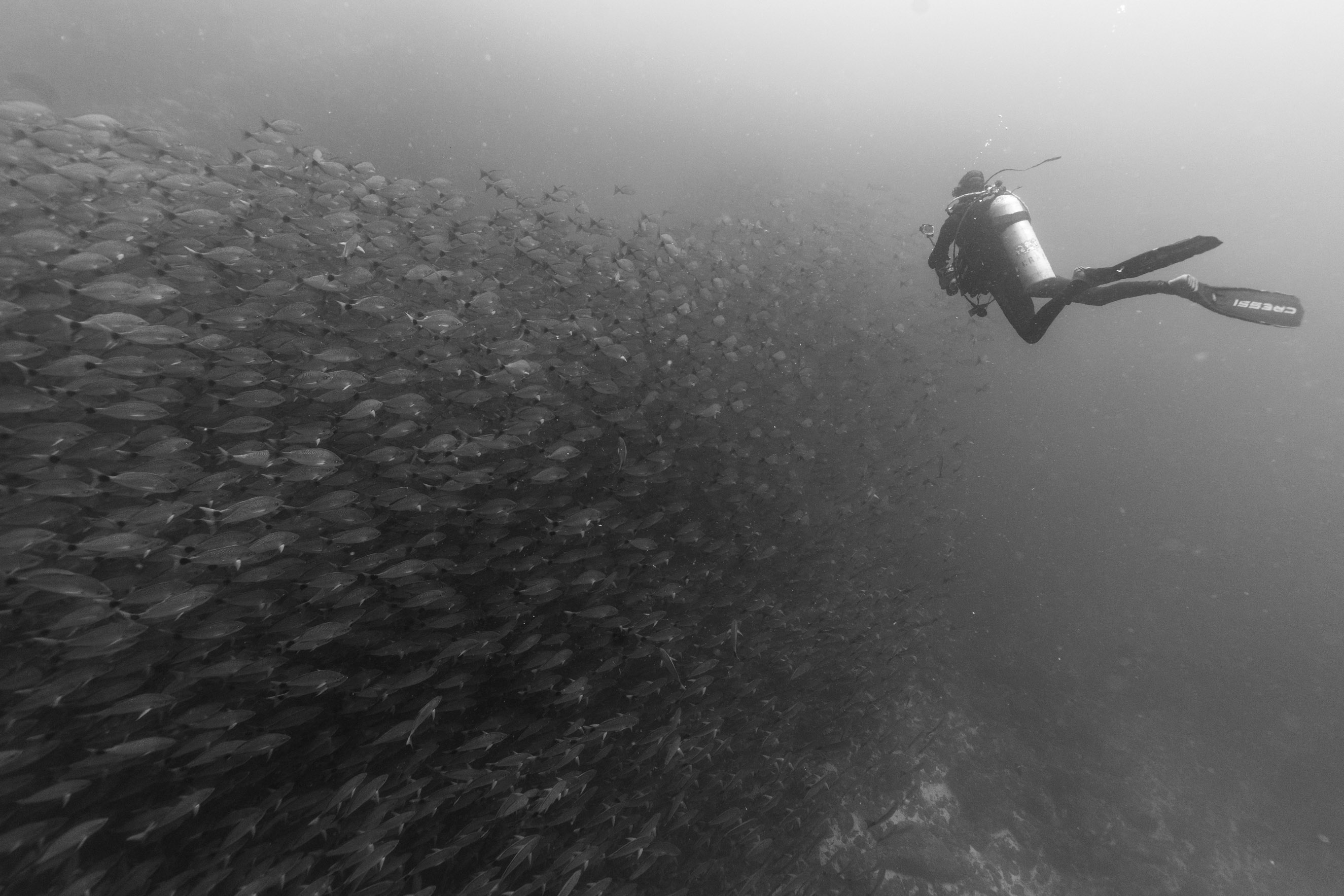 Take me to the wild 1000kb