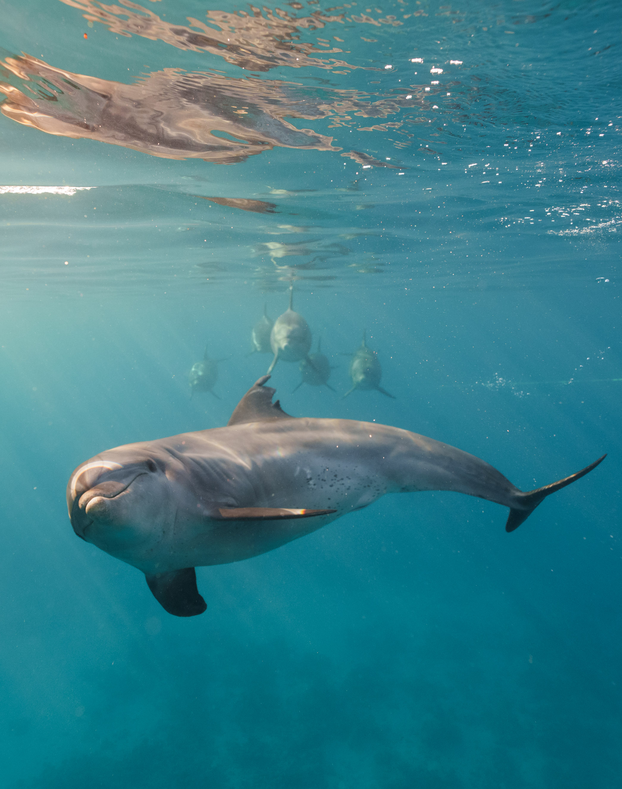 Ocean guardians protecting the reef