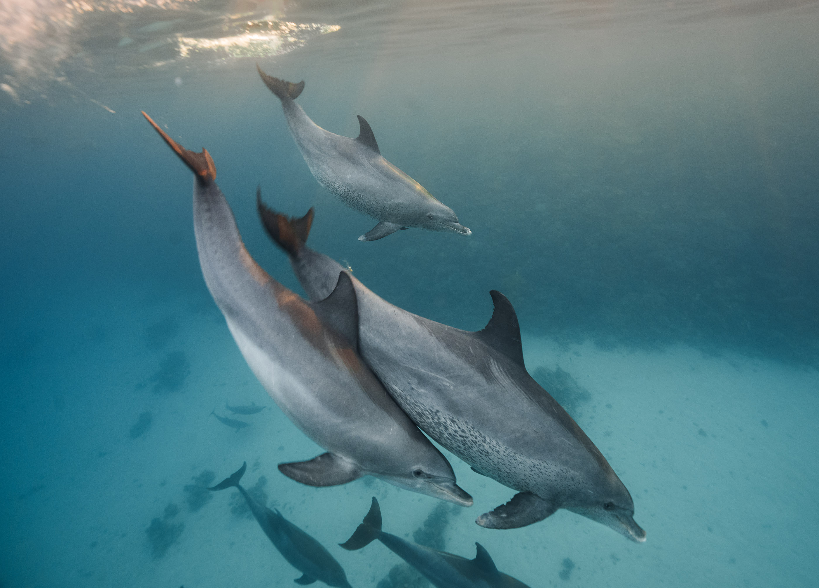 Pure magic — light through the ocean