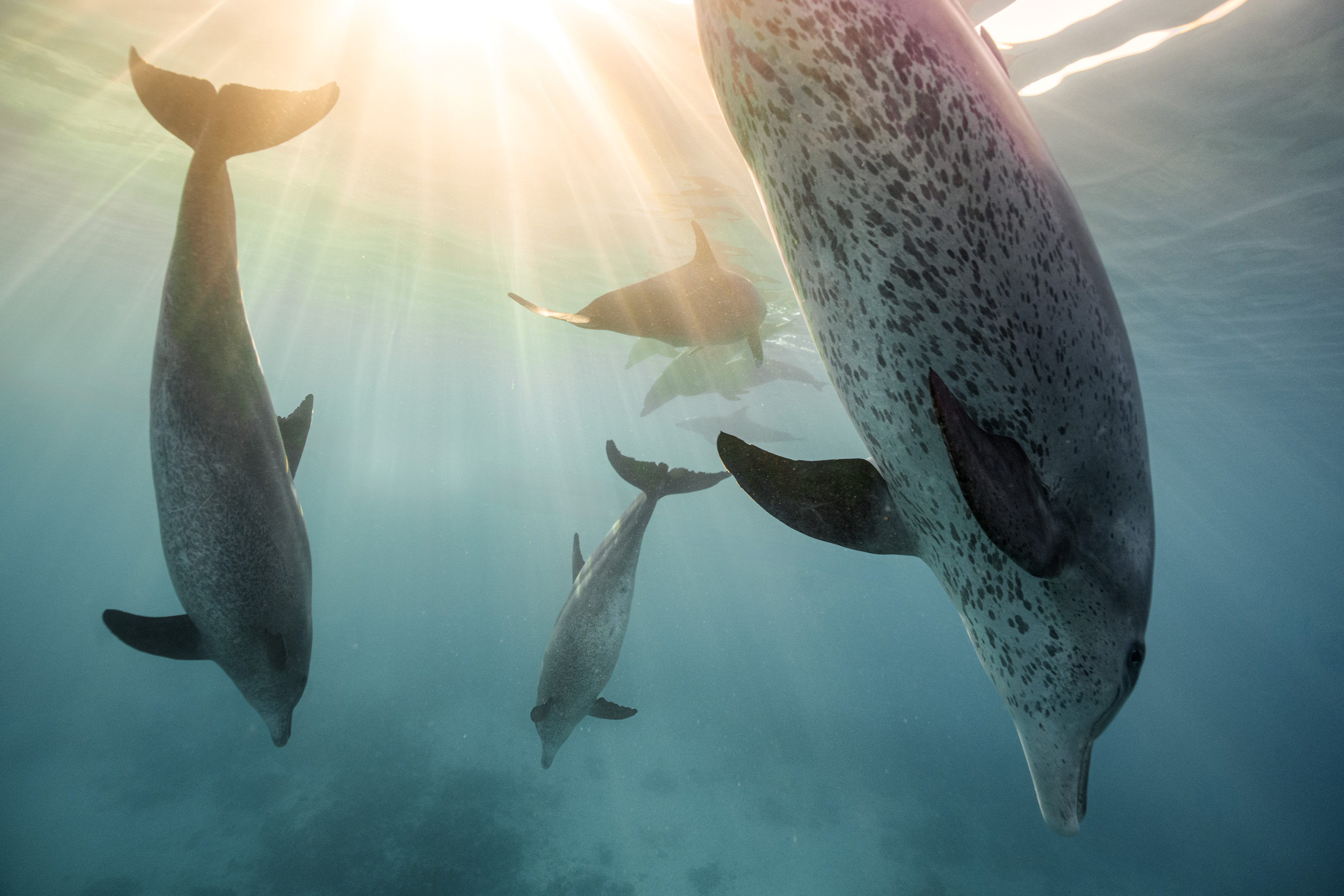 Ocean Dreams Dolphins in Paradise