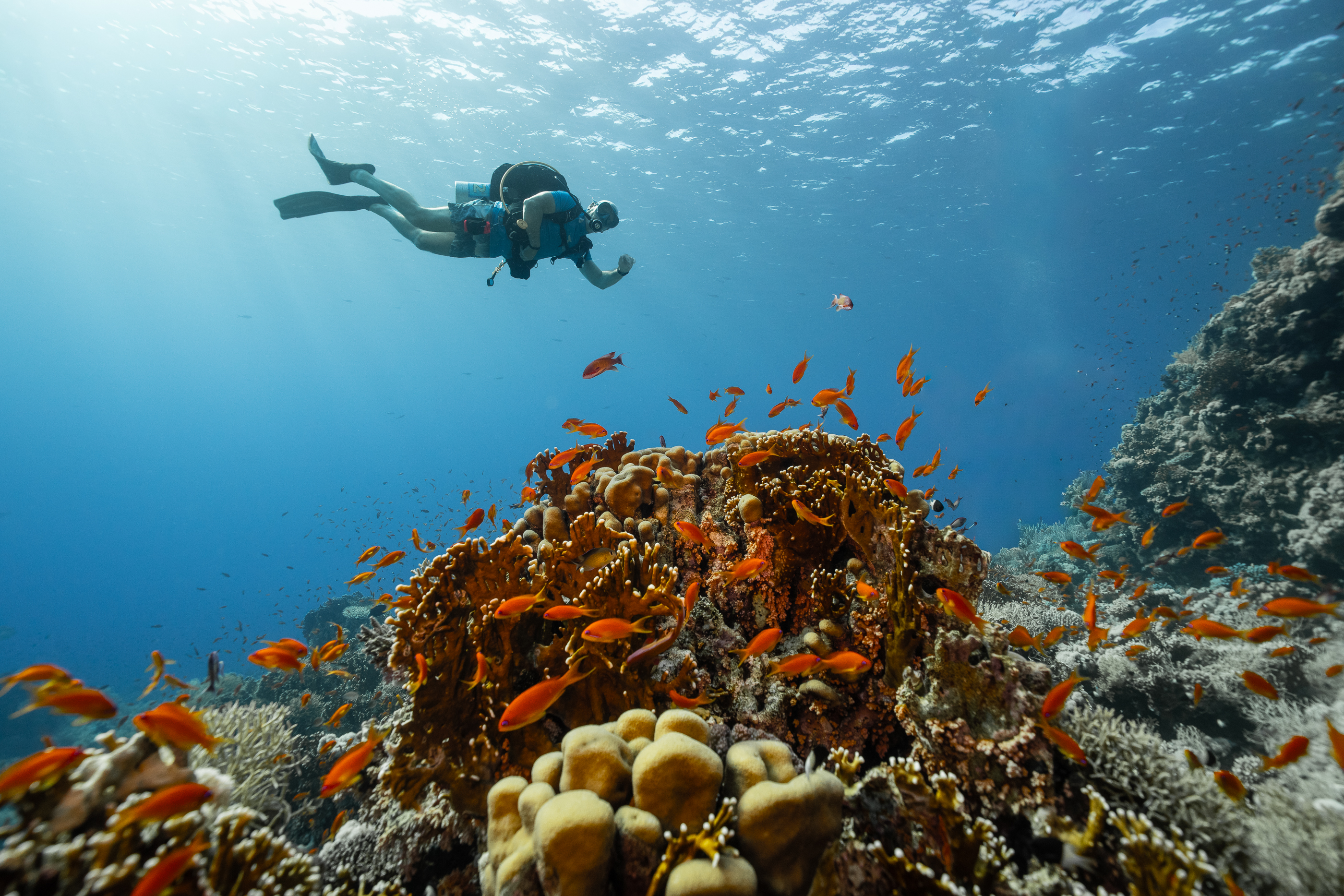 Coral Garden