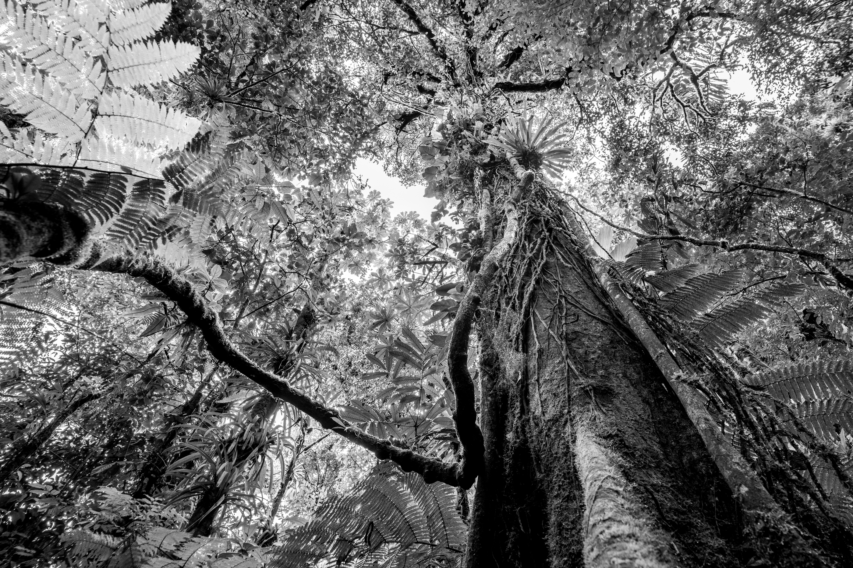 Cathedral of the Canopy