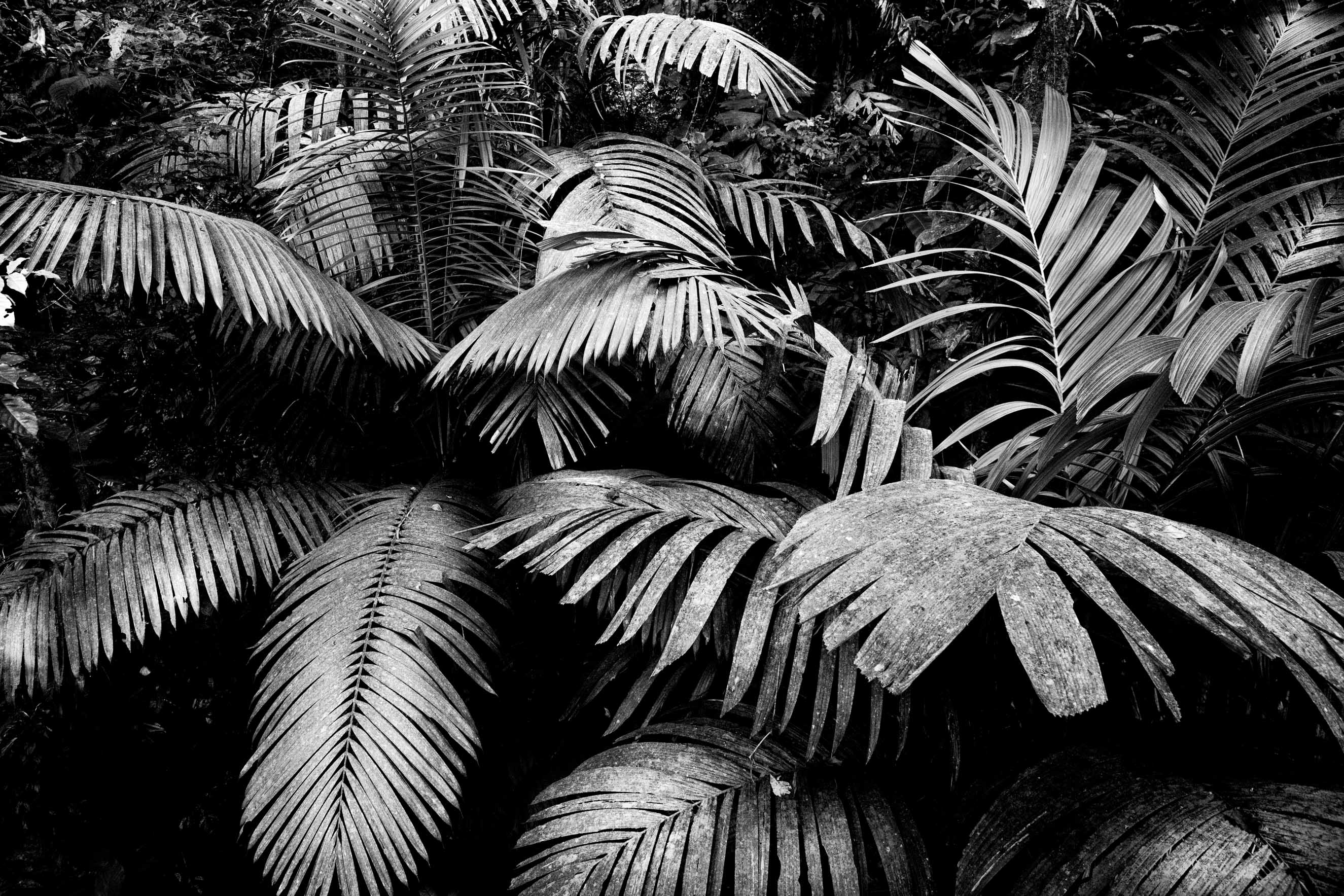 Rainforest Patterns
