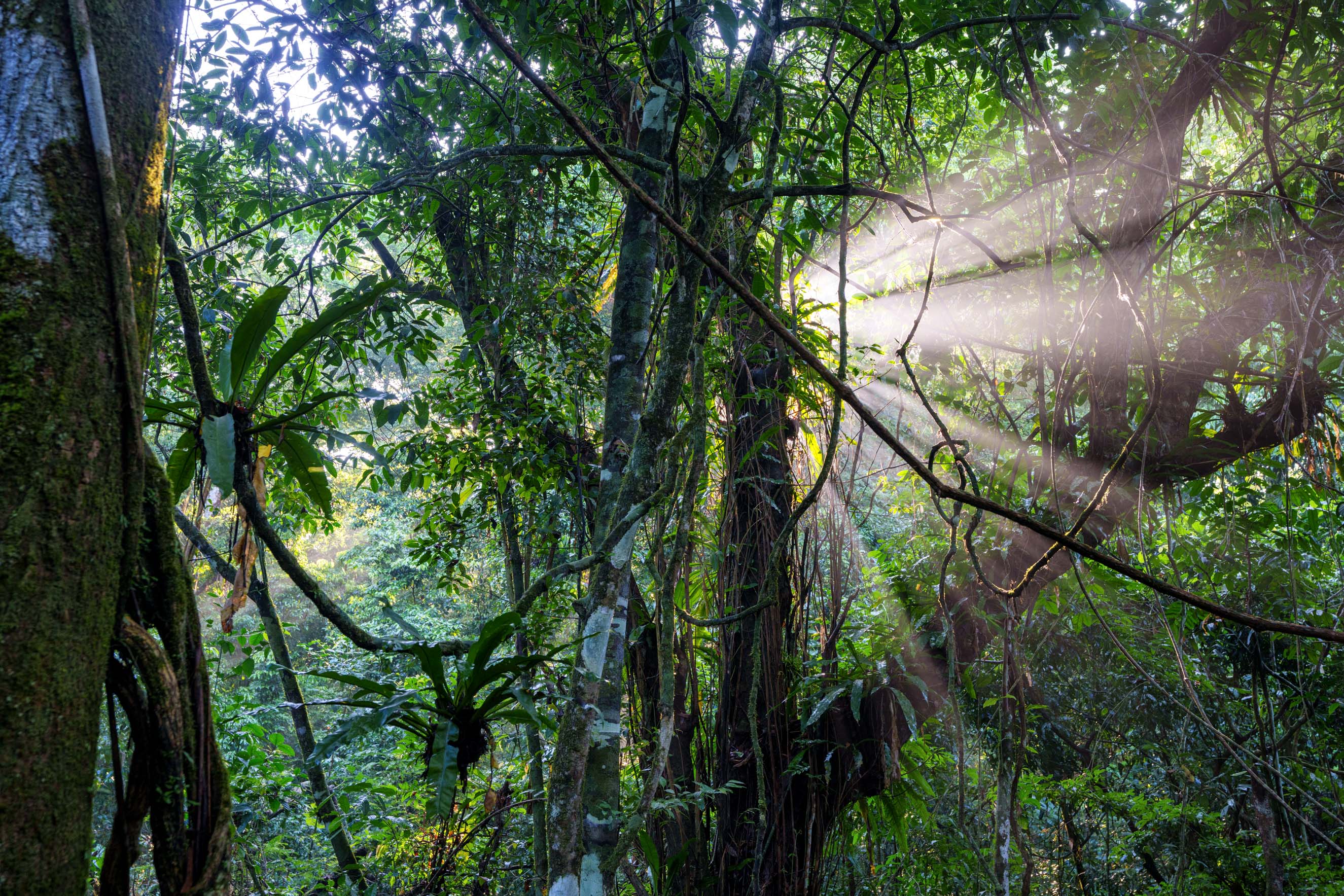 Where Magic Meets Morning