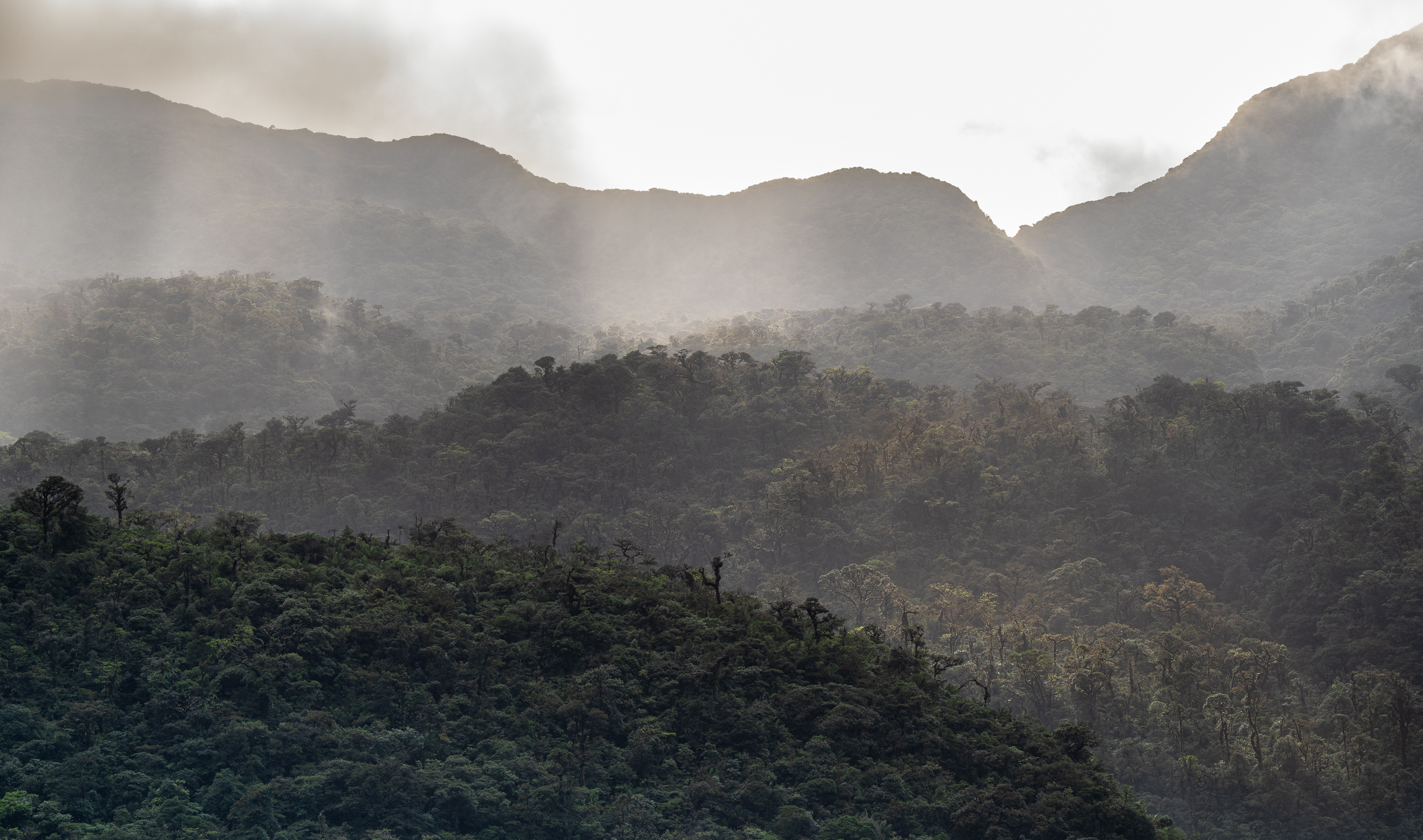 Where the Forest Breathes