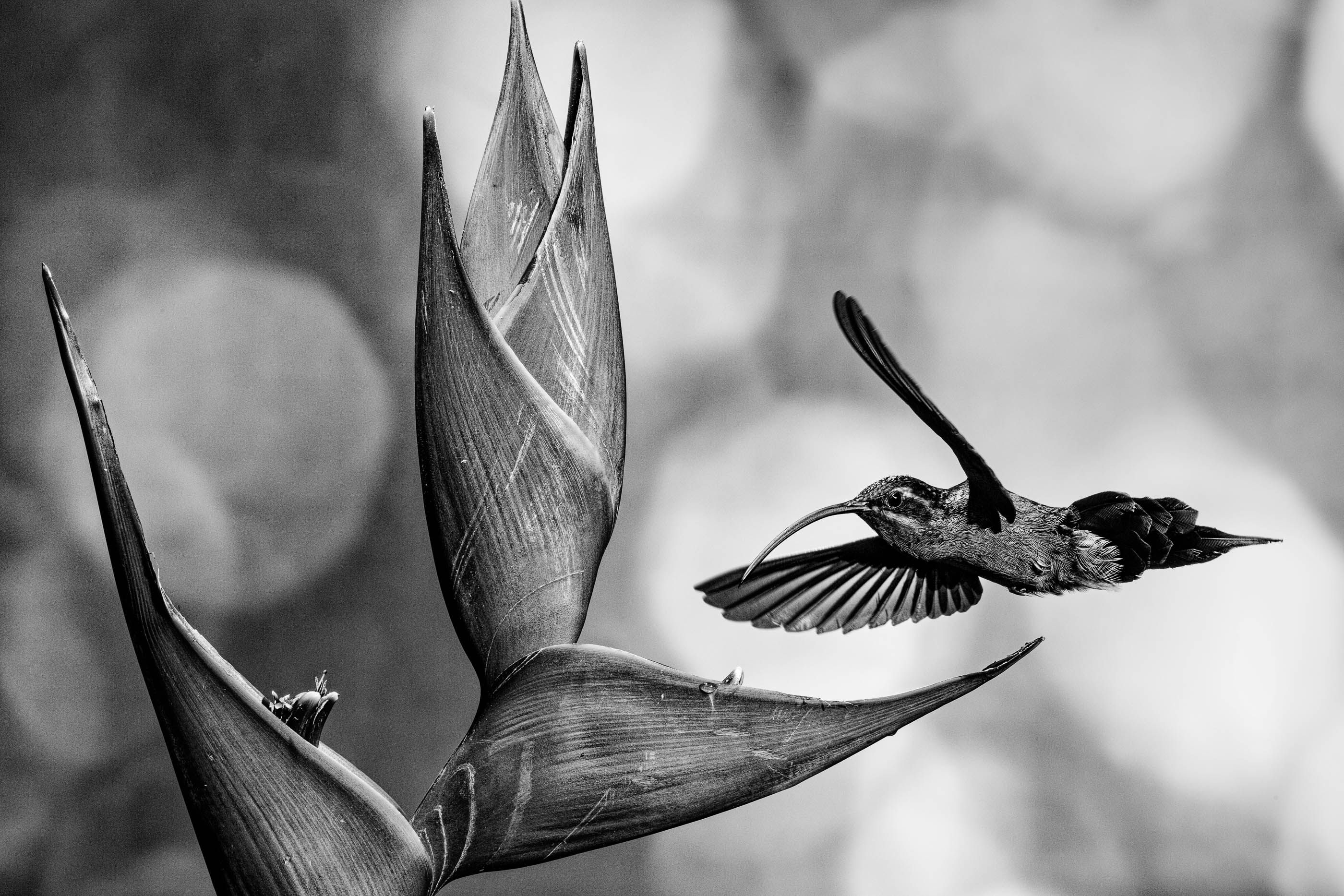 Forest Shadow Green Hermit in Flight