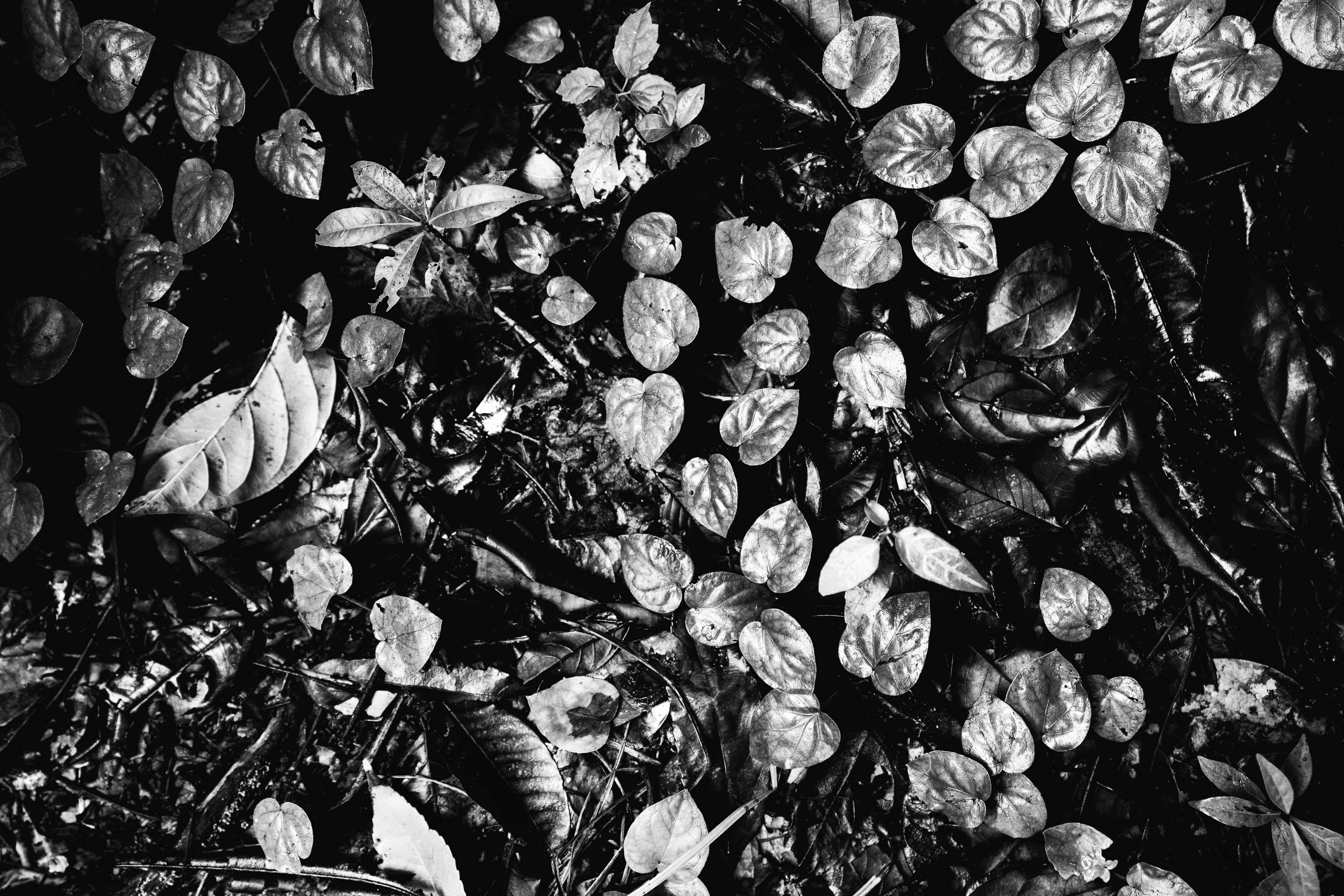 Natures Carpet Rainforest Floor Details