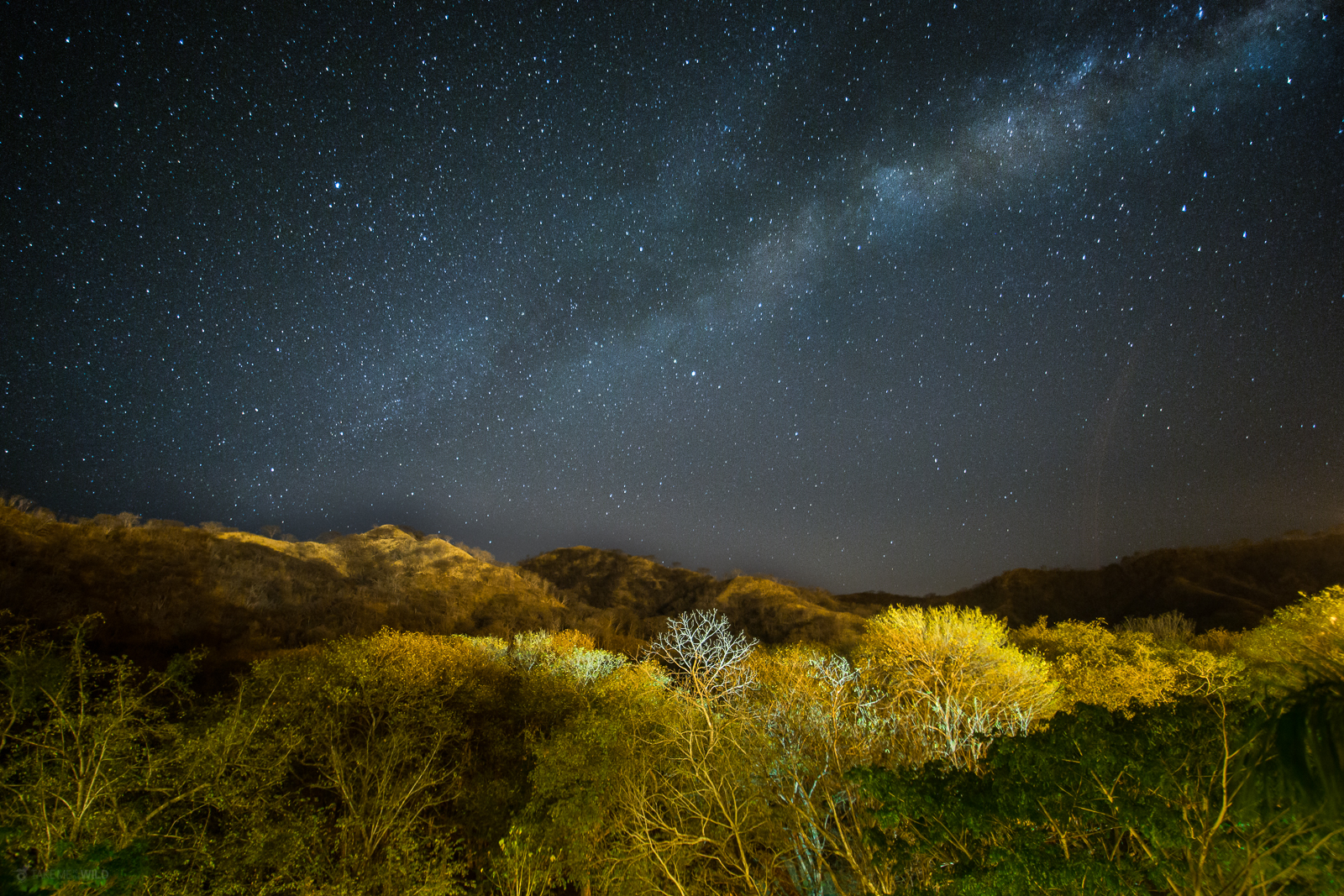 Corteza AmarillaTabebuia ochracea under the stars