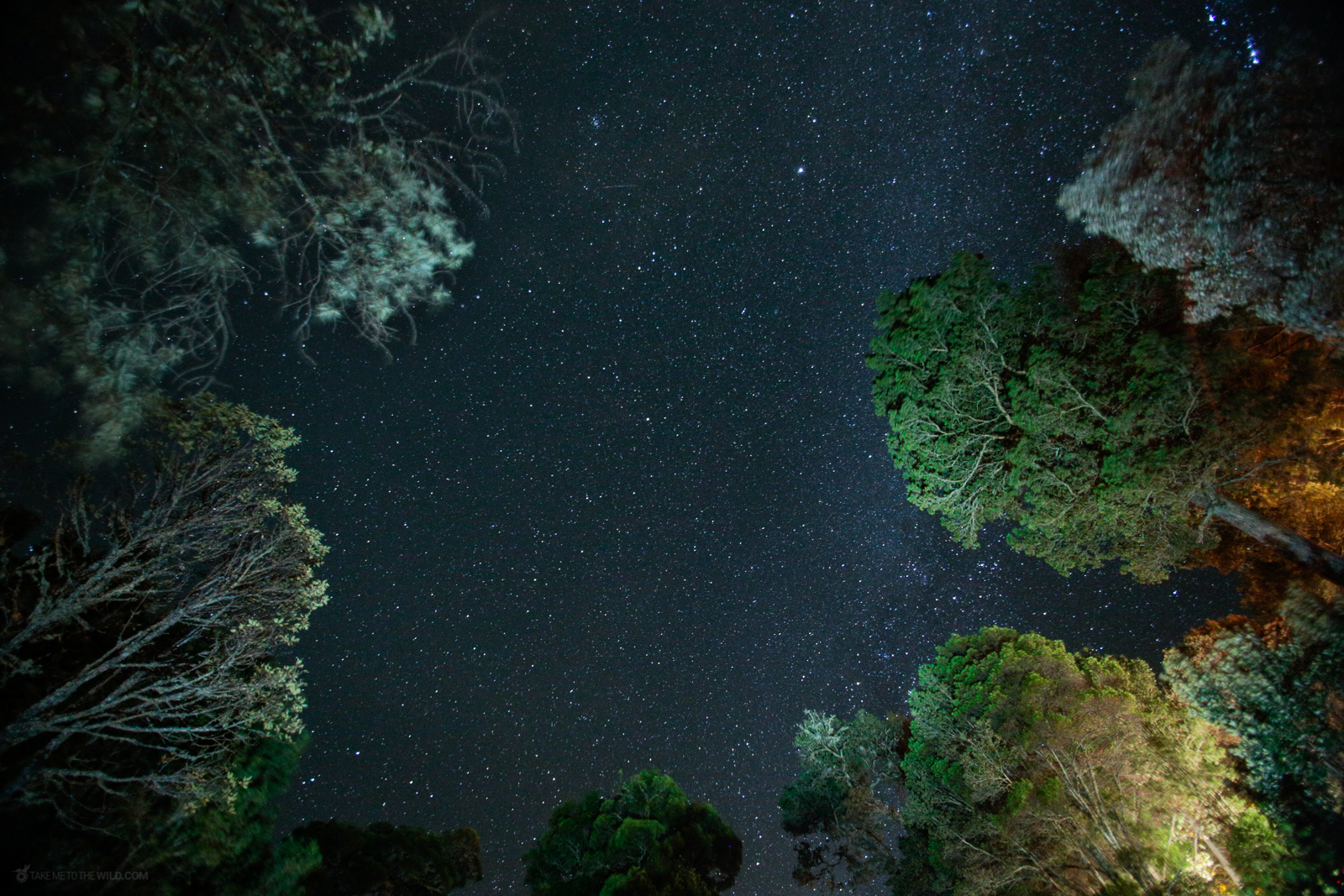 Cloud forest starry Night