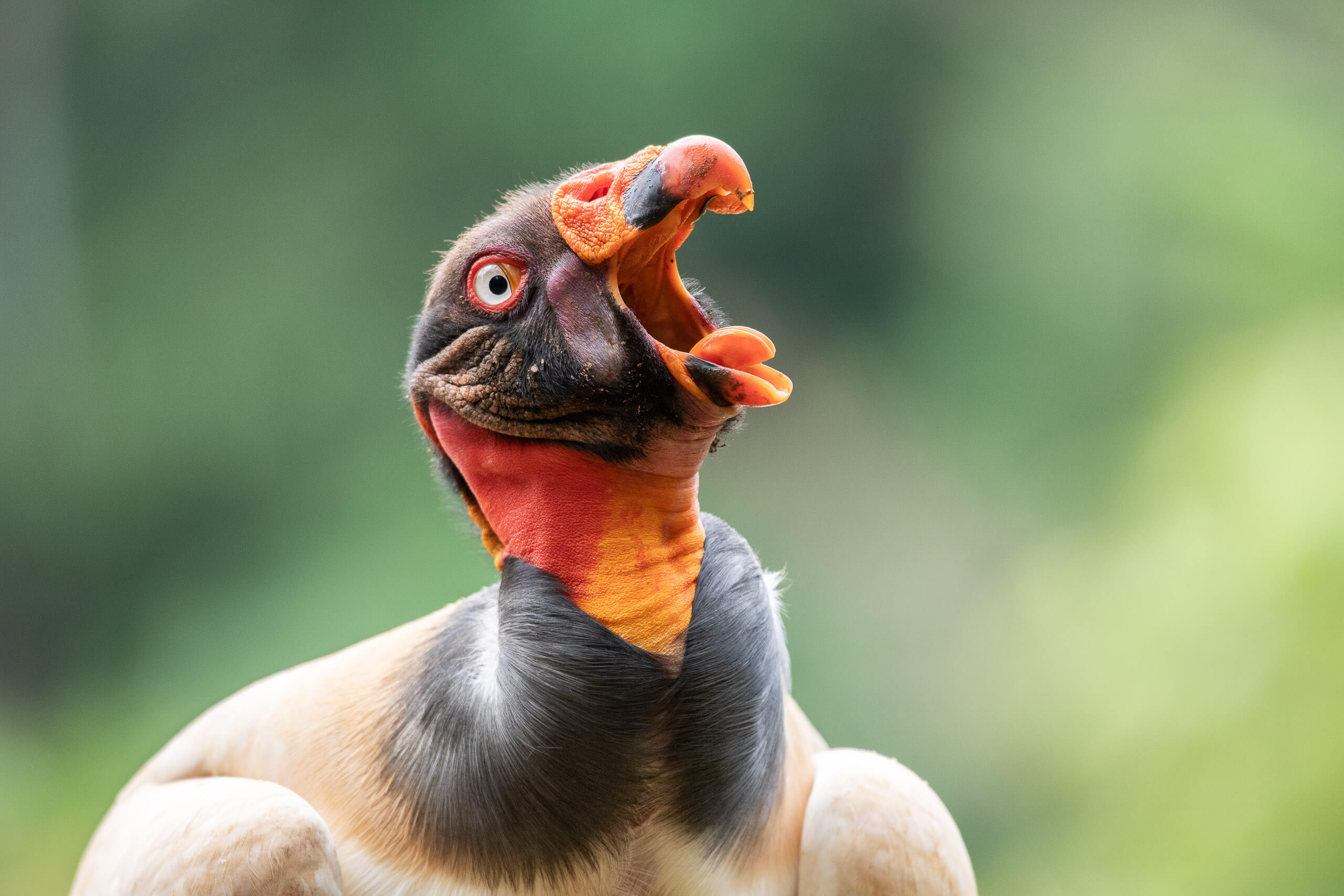 The King, wildlife portrait