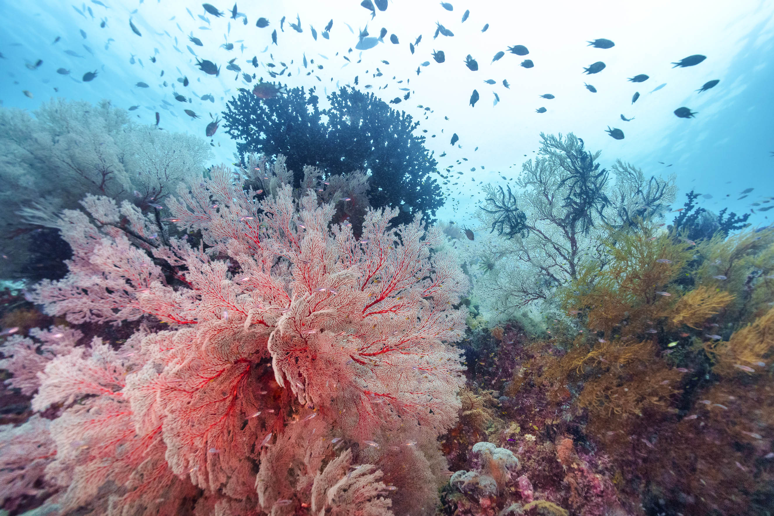 Explosion of life: wildlife in the rainforest