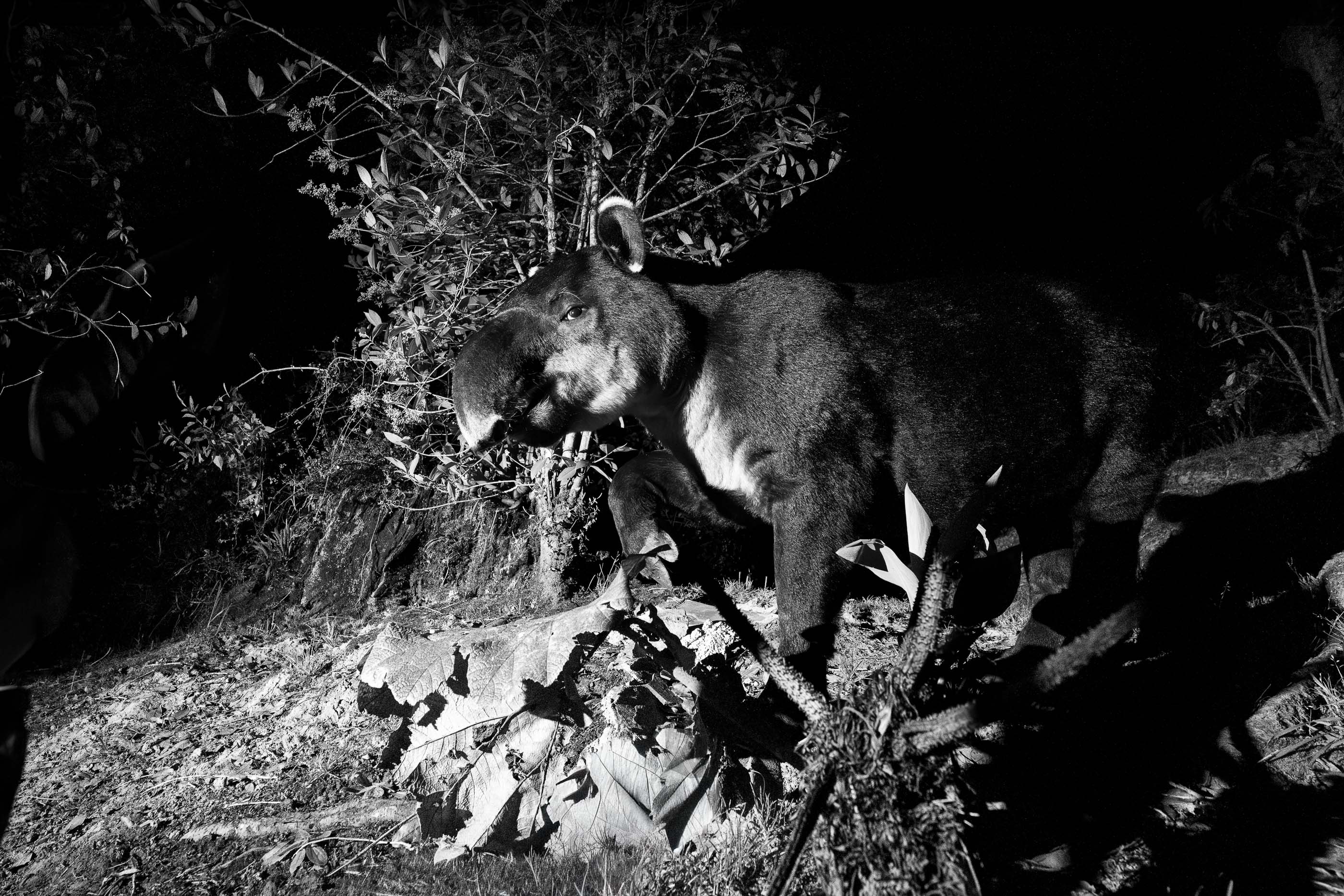 A Baird's tapir in the cloud forest — the forest's most devoted gardener