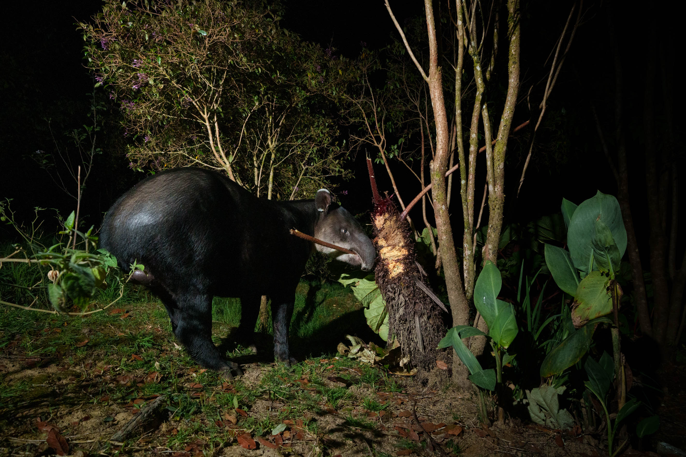 A Baird's tapir foraging on sombrilla de pobre leaves in the cloud forest