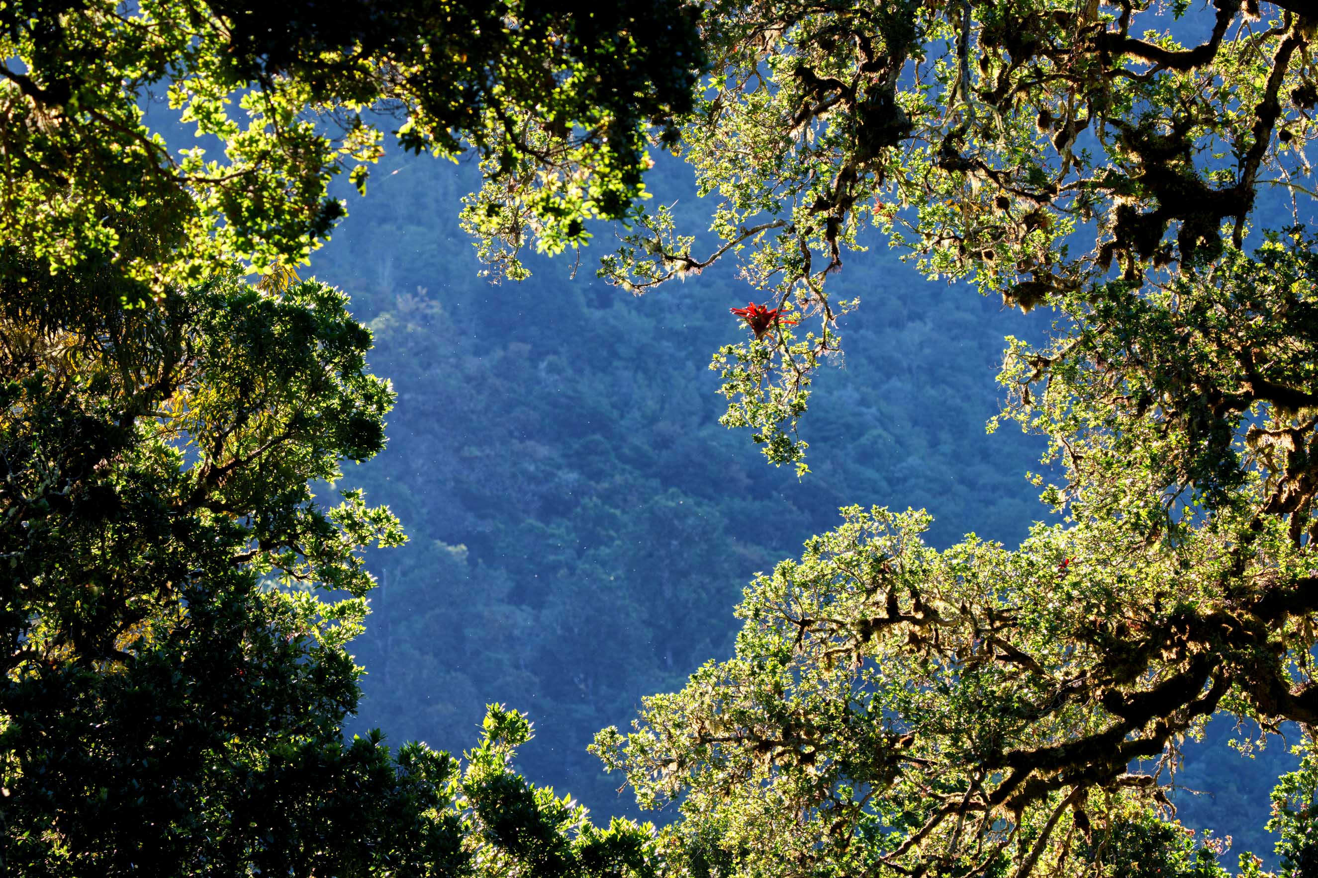 A vibrant red bromeliad in the ancient oak forest