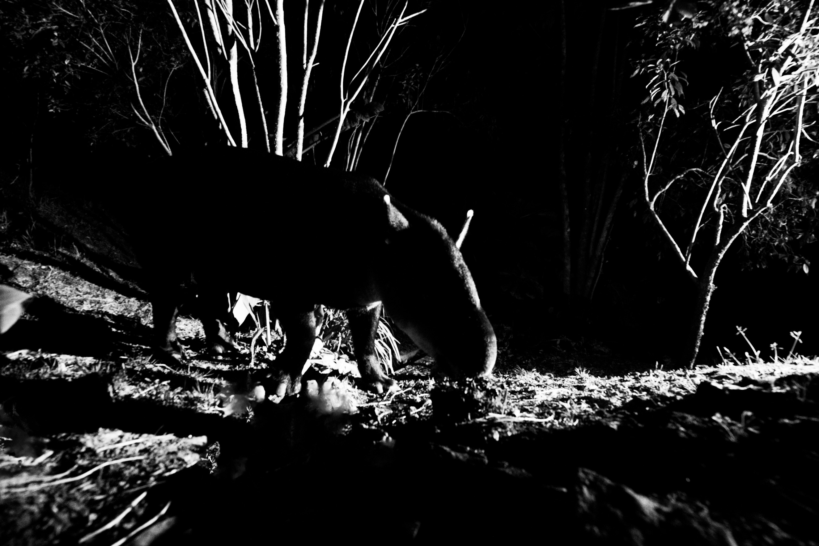 Moonlight illuminates clouds rolling through the nocturnal forest