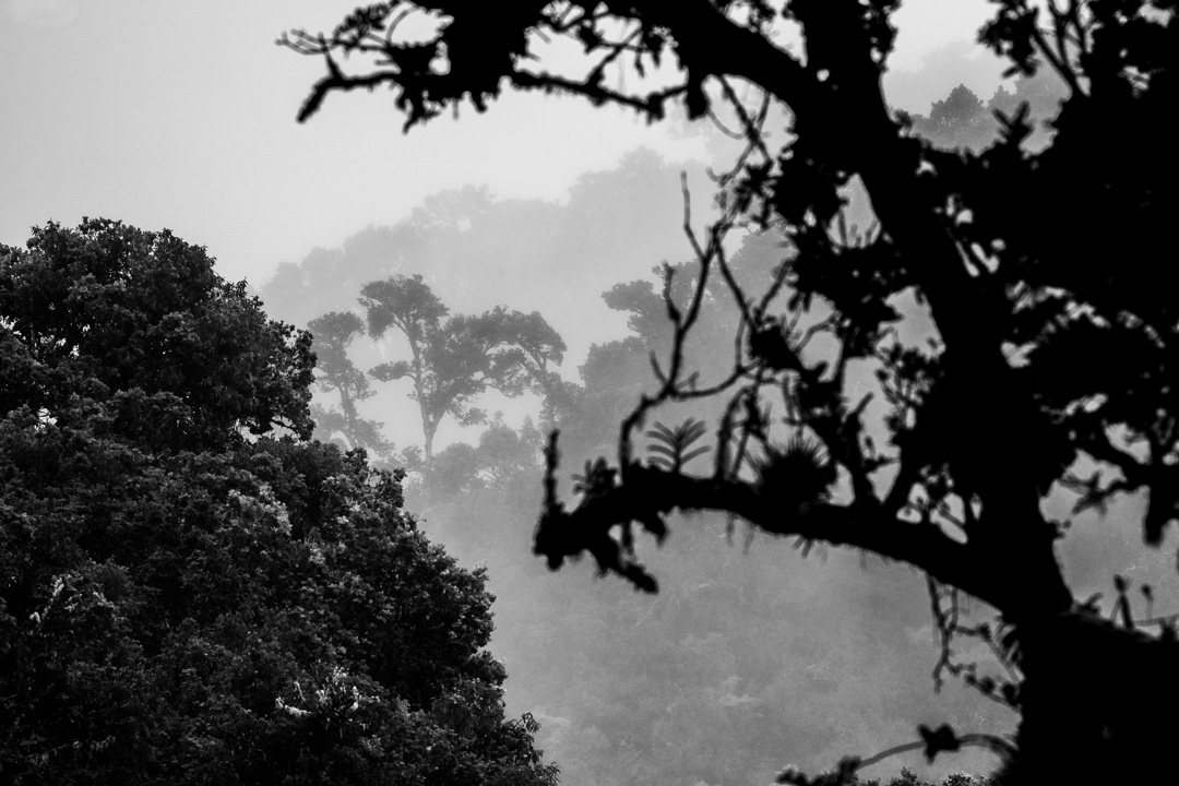 Layers of mist weave through the cloud forest canopy