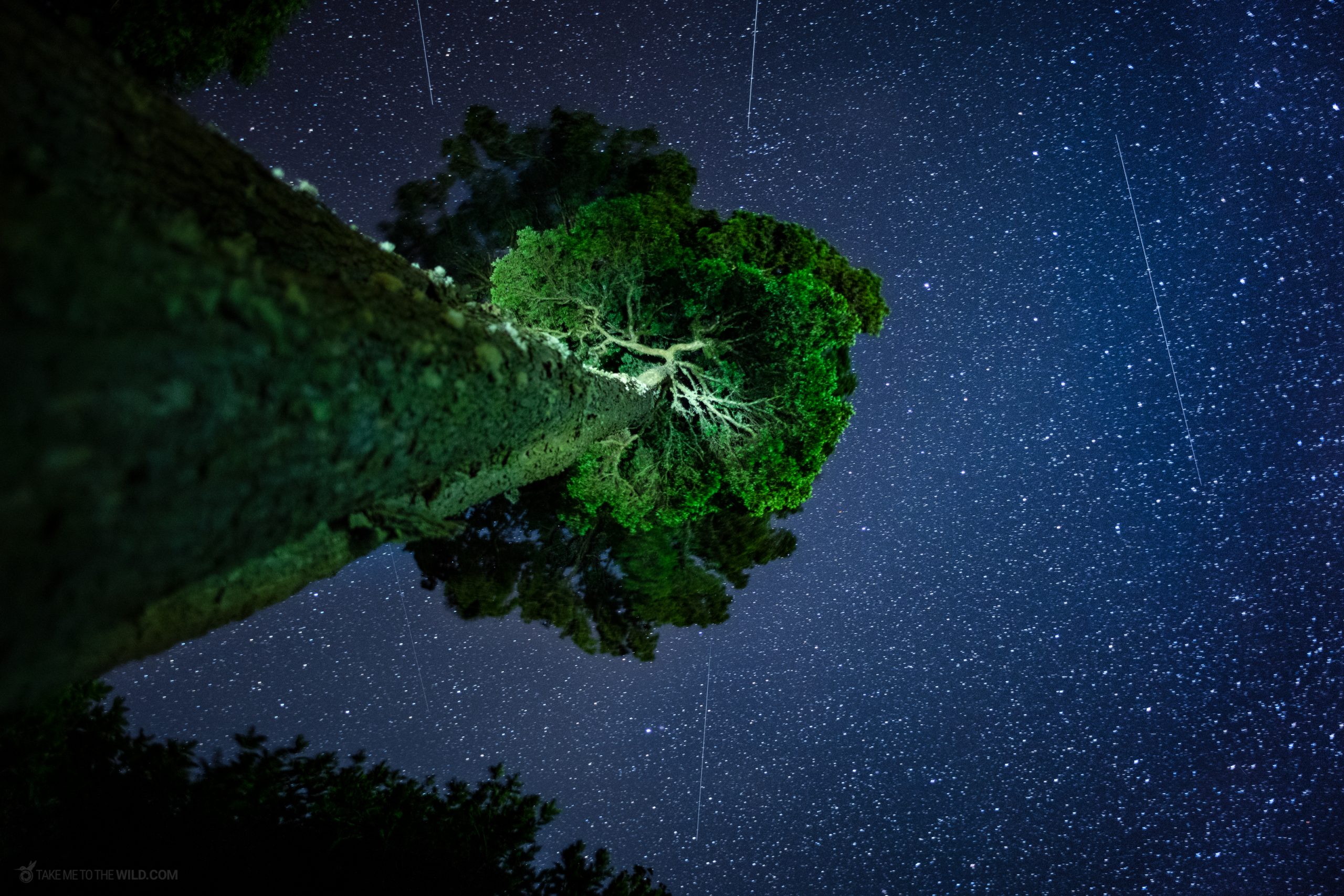 A venerable oak stands sentinel against a canvas of stars