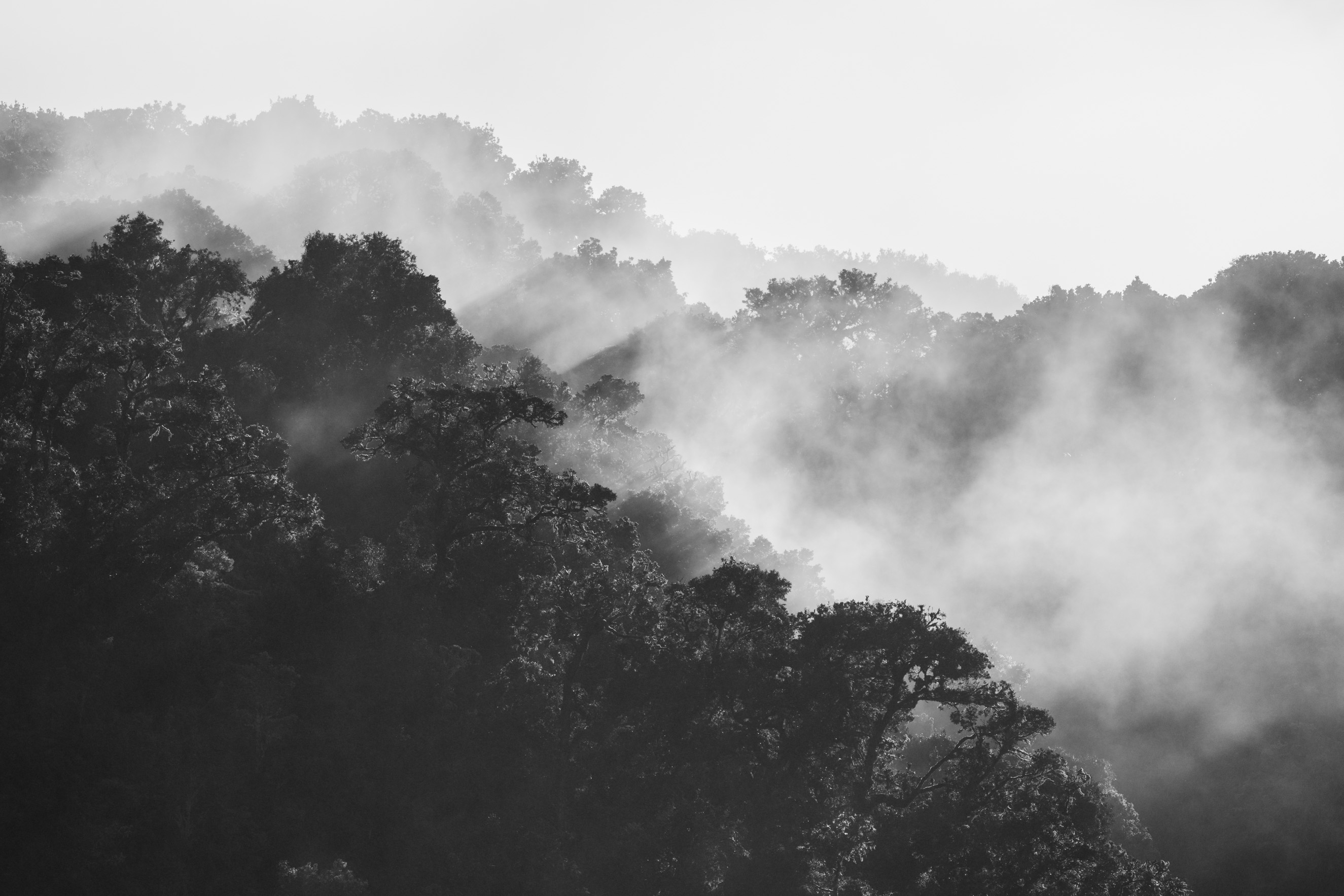 Dawn's golden light pierces the mist in the cloud forest