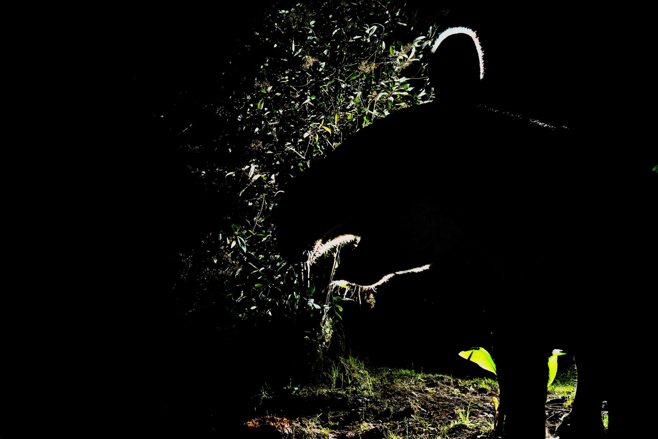 A tapir's silhouette emerges from the darkness