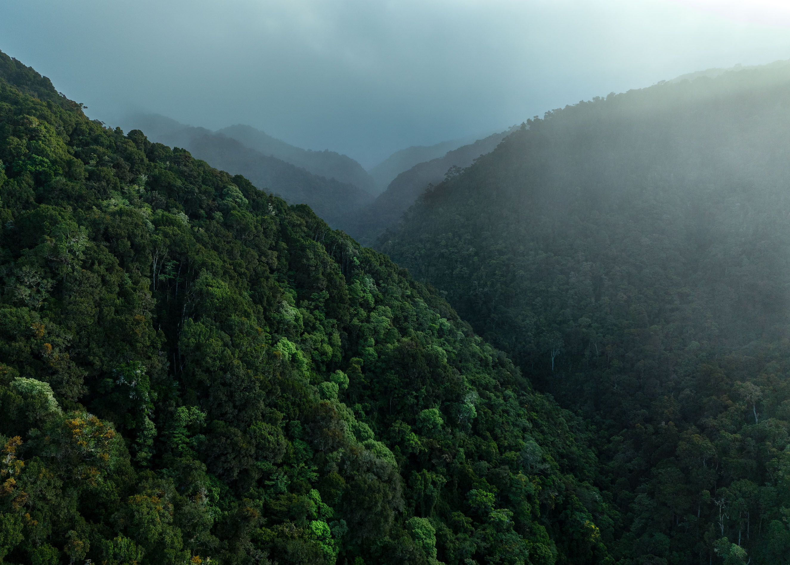 The cloud forest transforms at dusk, shrouded in mist