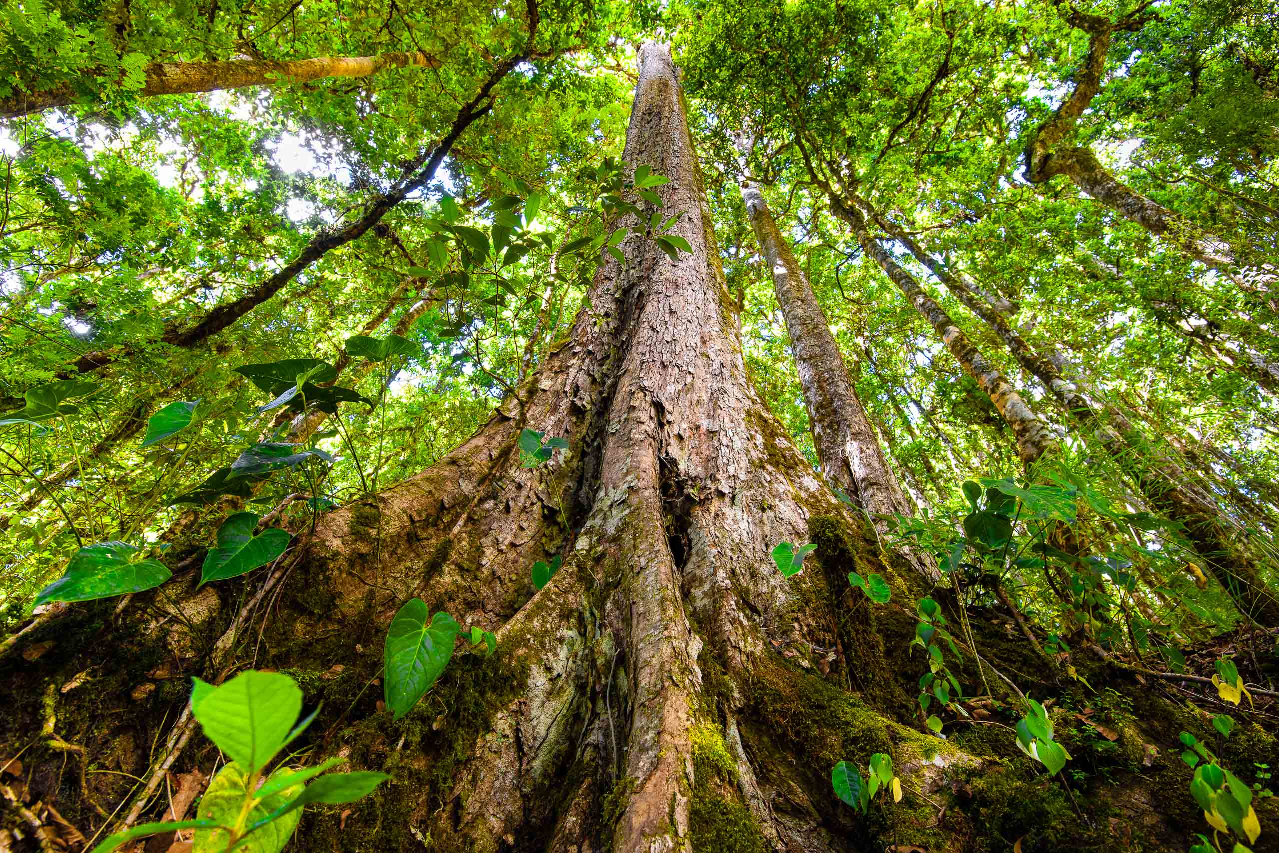An ancient oak draped in moss and bromeliads