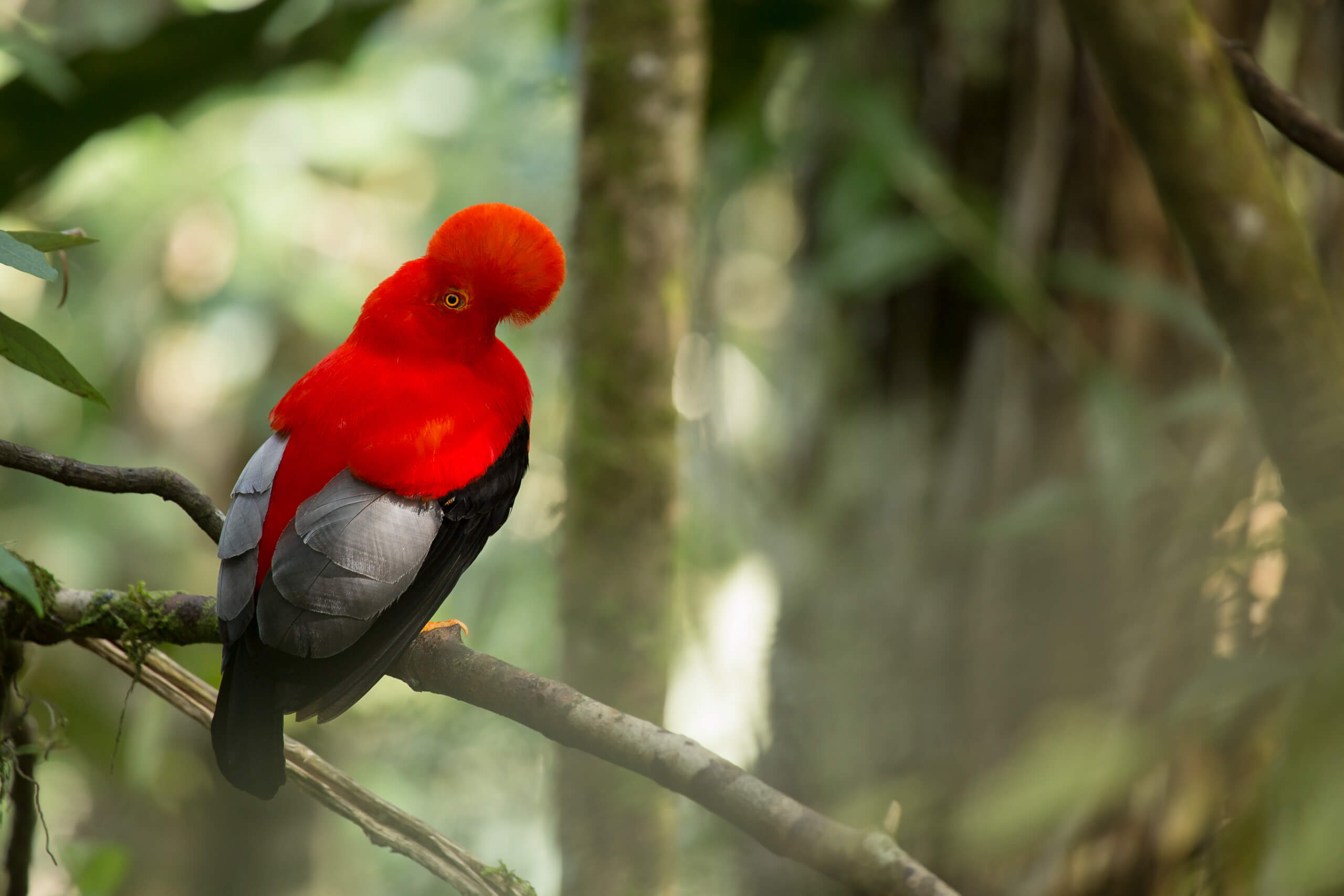 Andean Cock-of-the-Rock perched in the Colombian rainforest