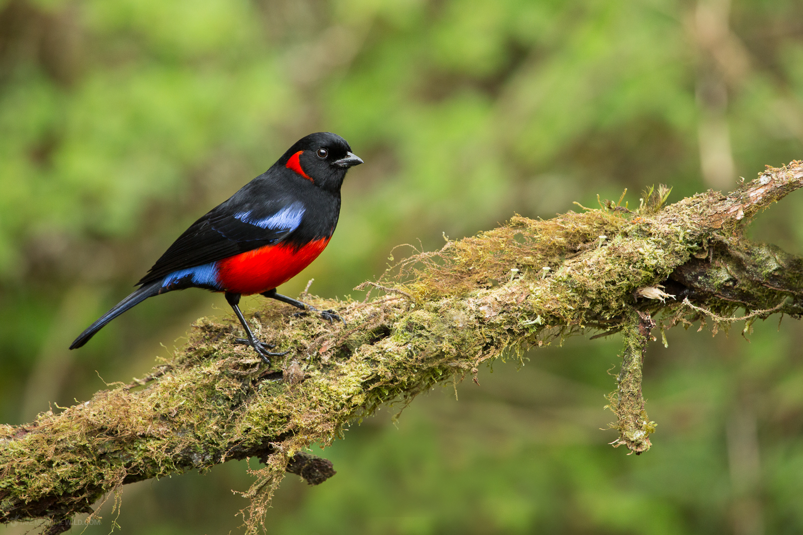 Colombian rainforest scene
