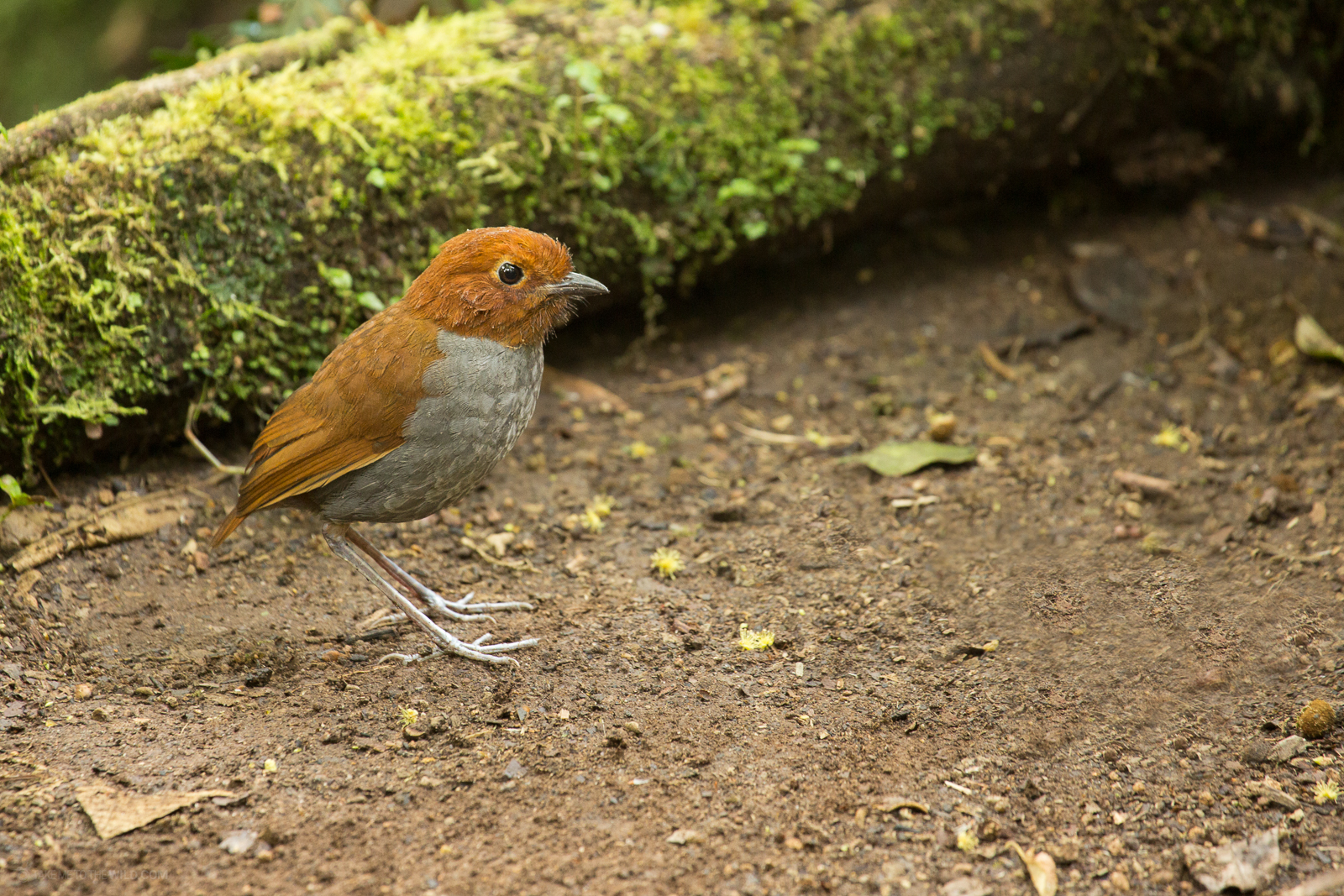 Bicolored Antpitta
