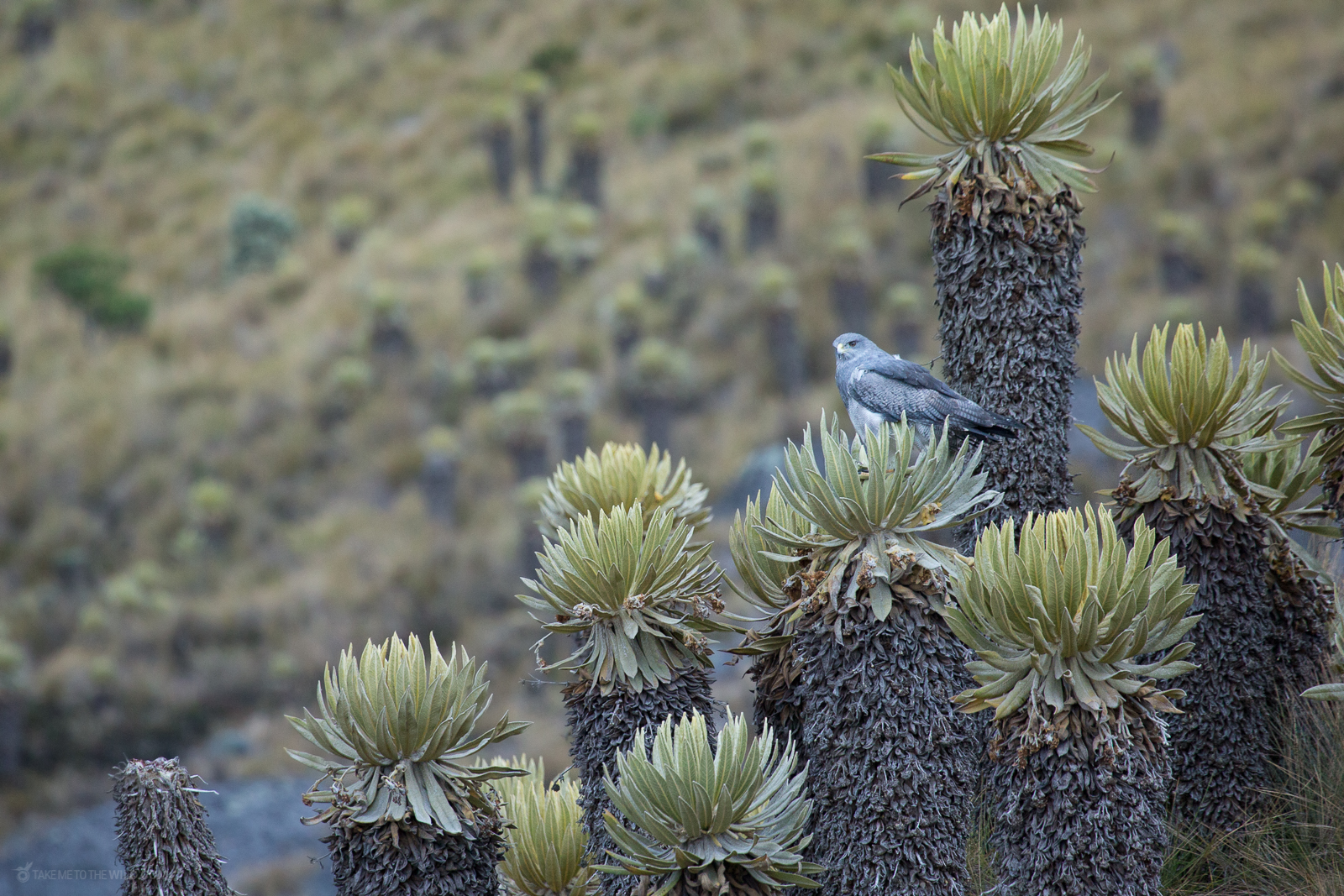 Black-chested Buzzard-Eagle perched on a frailejón