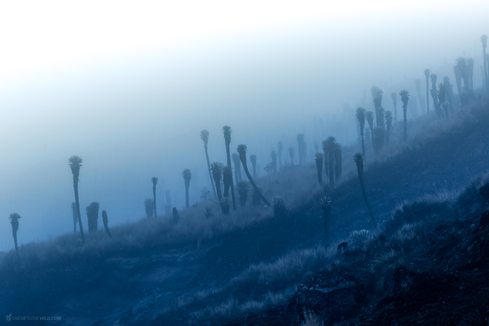 Frailejones in the clouds at the páramo of Nevado del Ruiz
