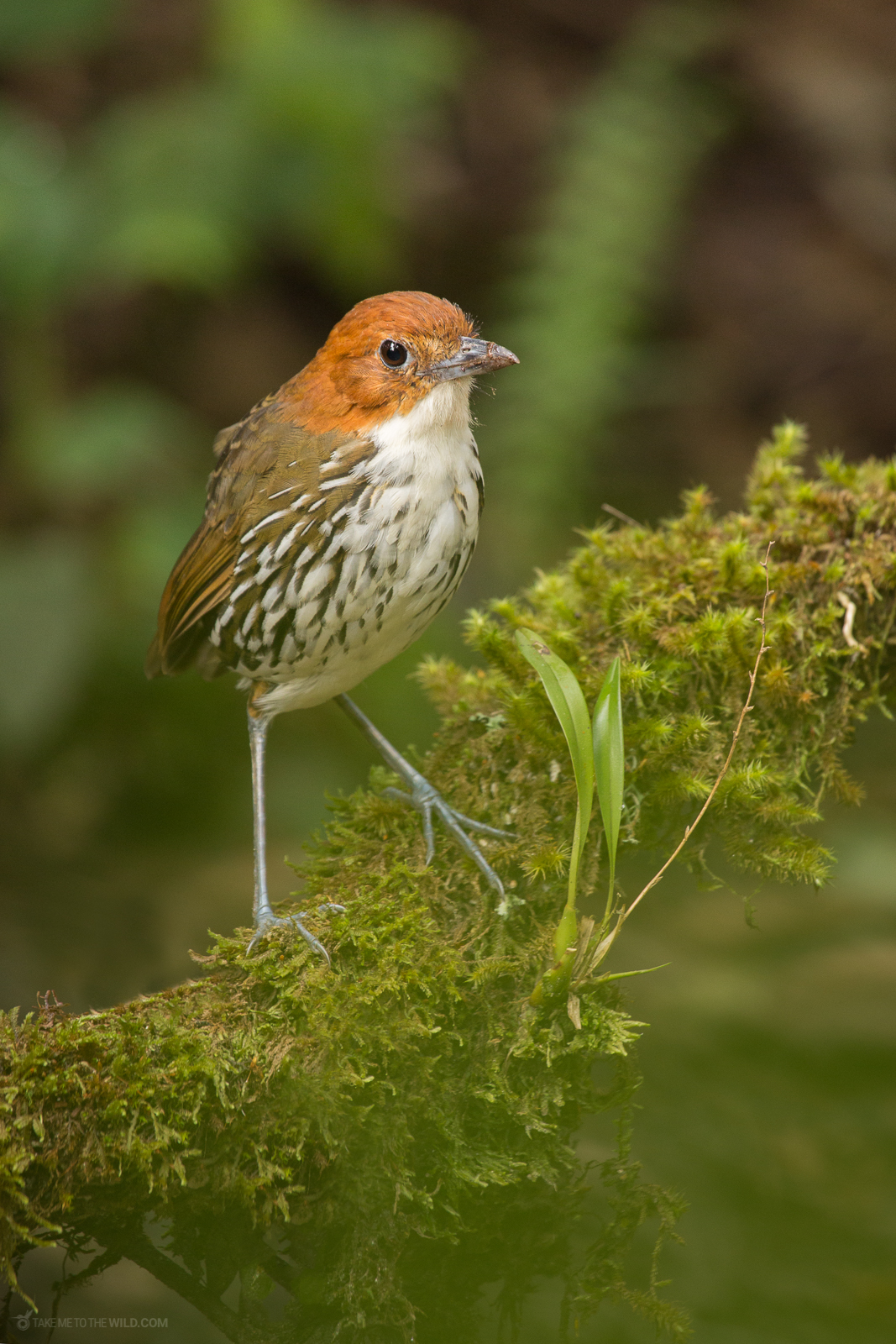 Chestnut-crowned Antpitta perched on a branch