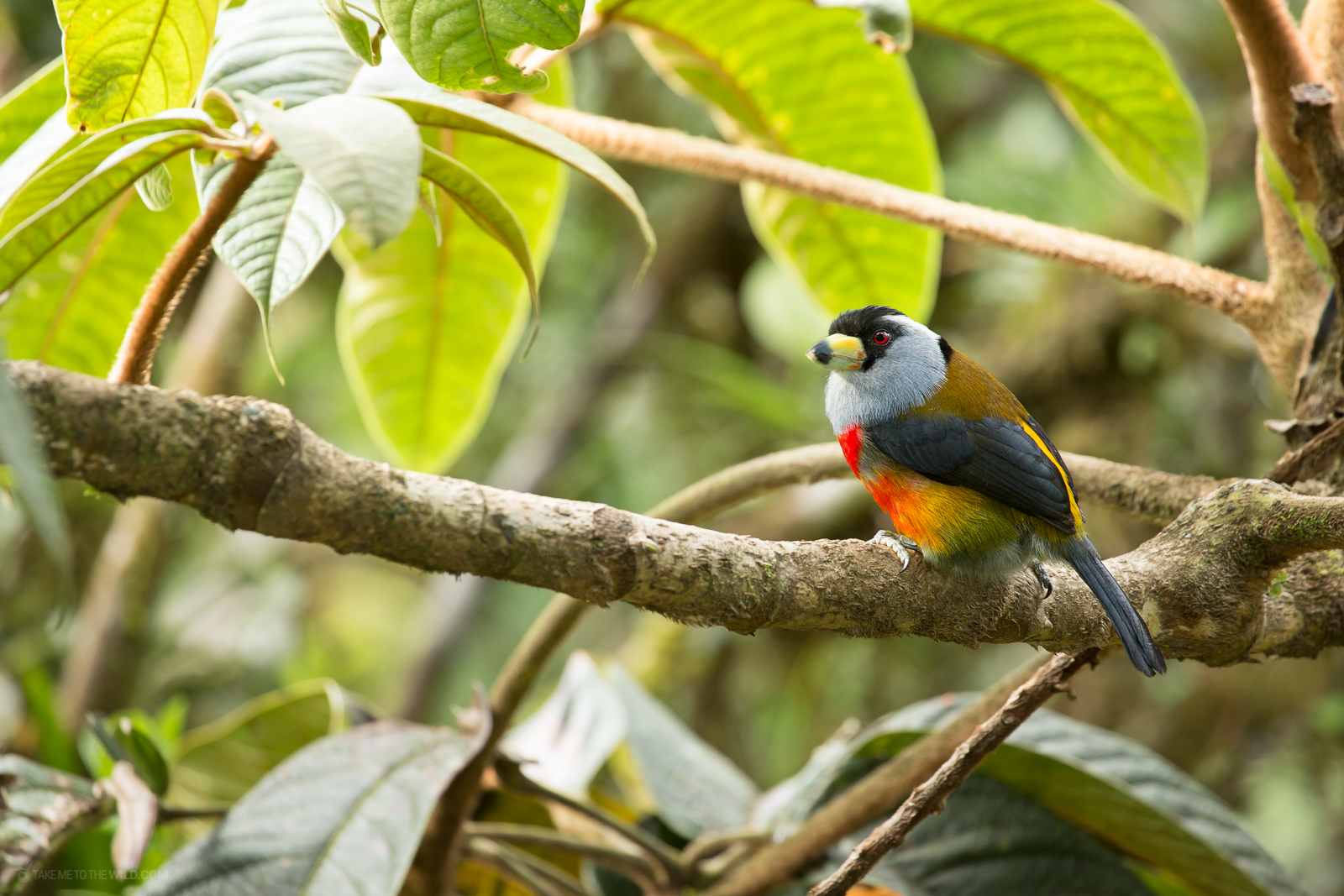 Toucan Barbet on a branch