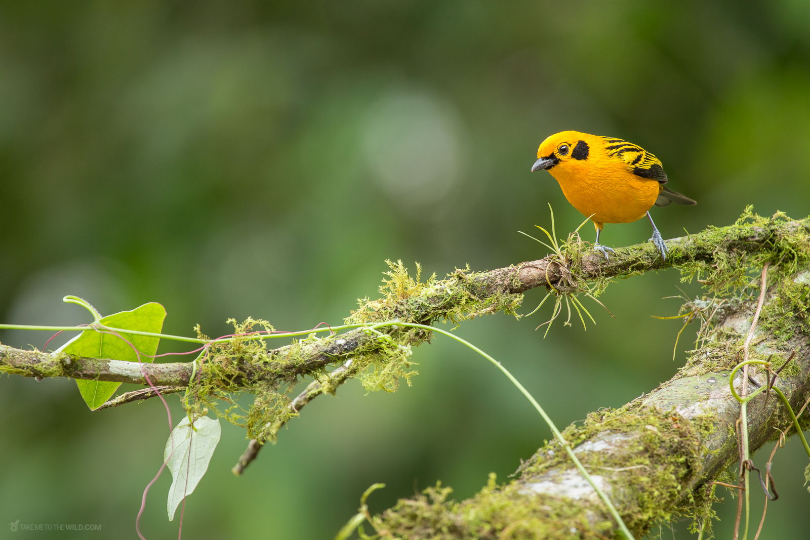 Chestnut-breasted Tanager