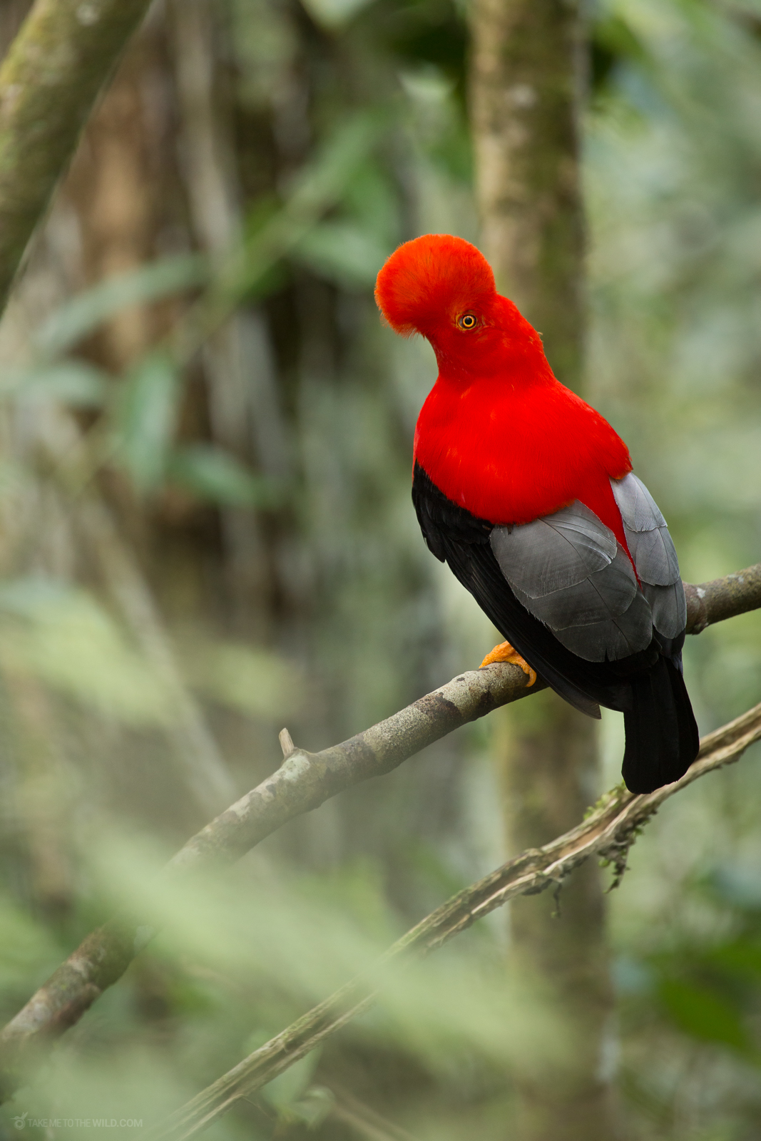 Andean Cock-of-the-Rock displaying in the rainforest