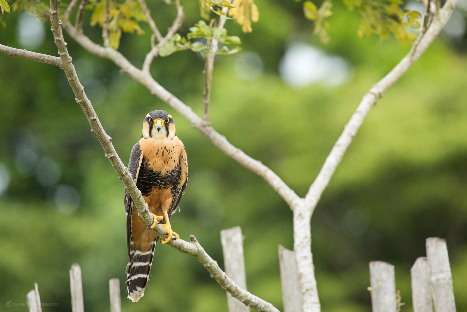 Colombian cloud forest landscape