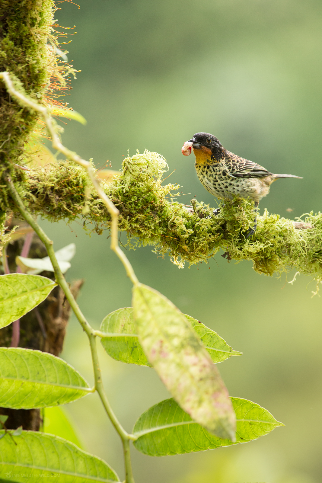 Rufous-throated Tanager