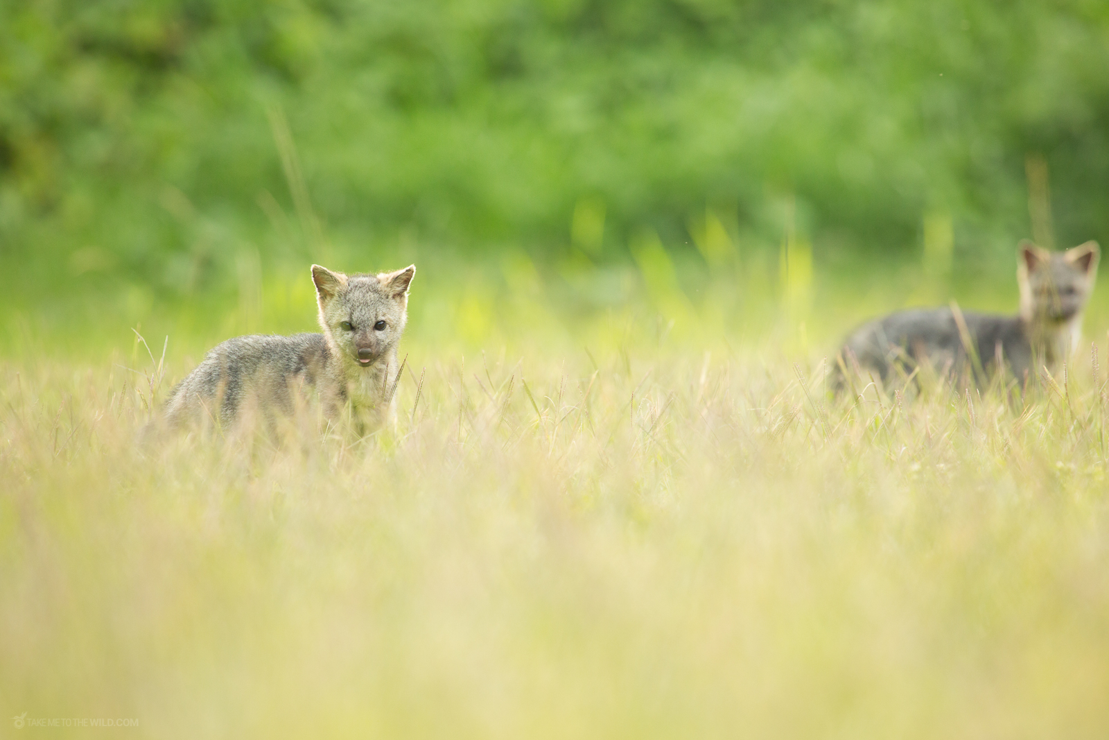 Crab-eating Fox crossing a field