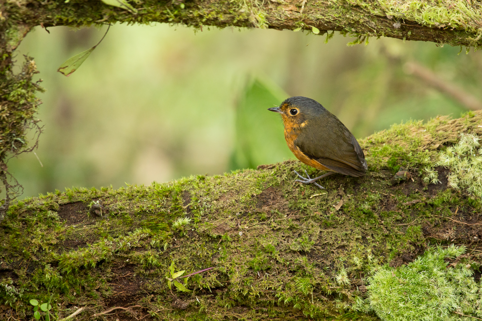 Slate-crowned Antpitta