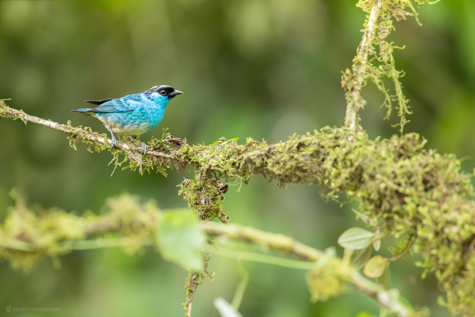 Golden-naped Tanager