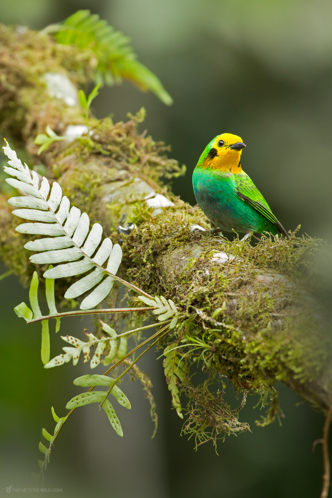 Multicolored Tanager
