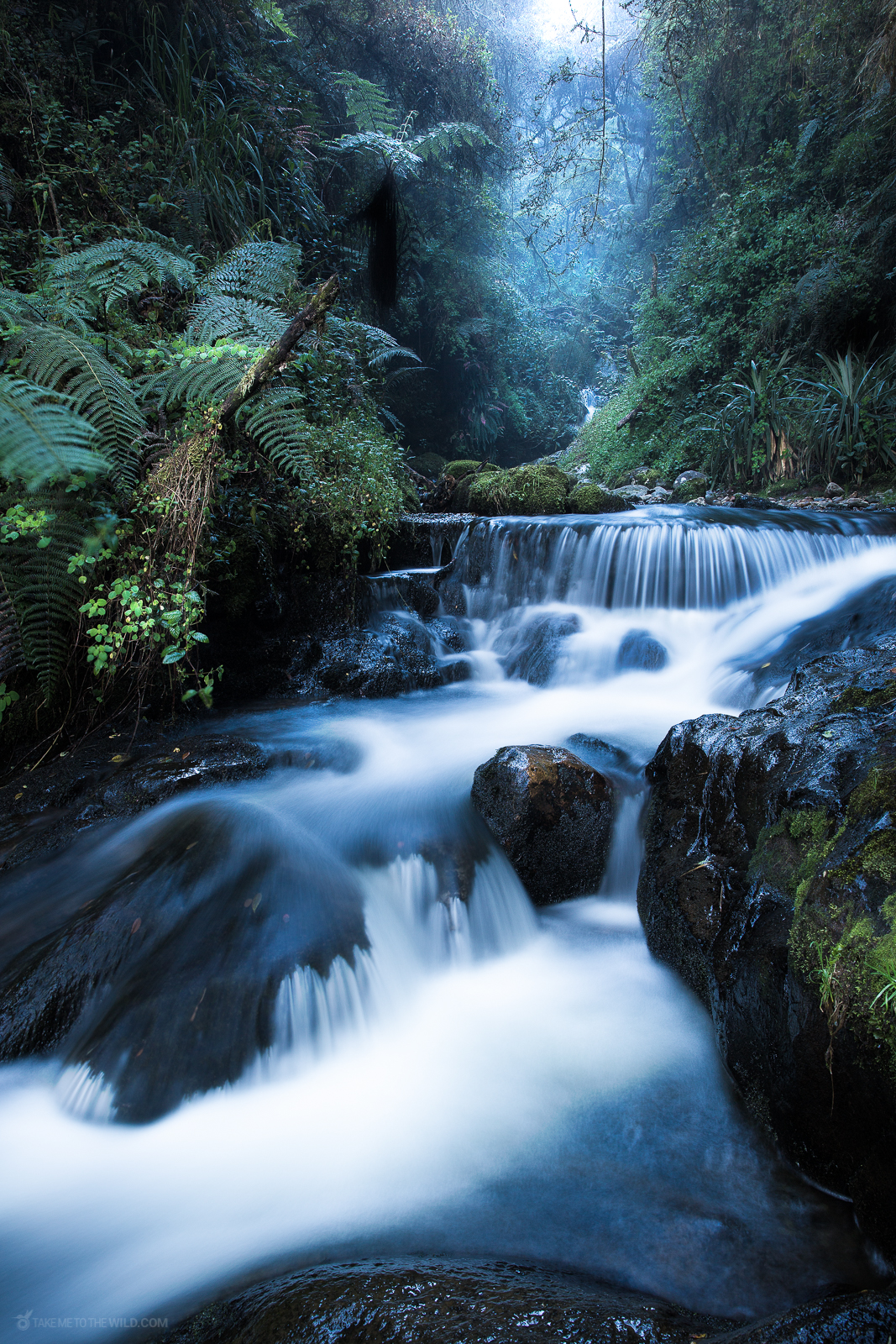 Cloud forests of Colombia