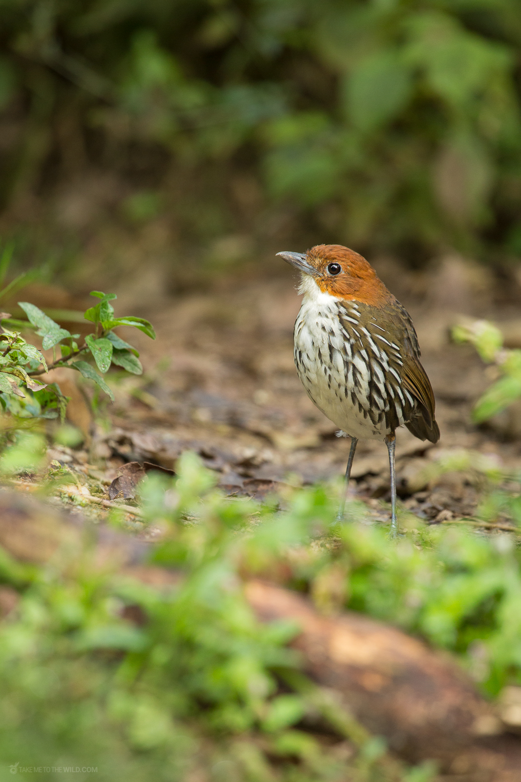 Chestnut-crowned Antpitta in the rainforest