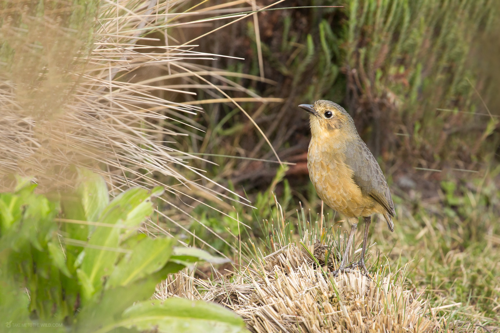 Tawny Antpitta
