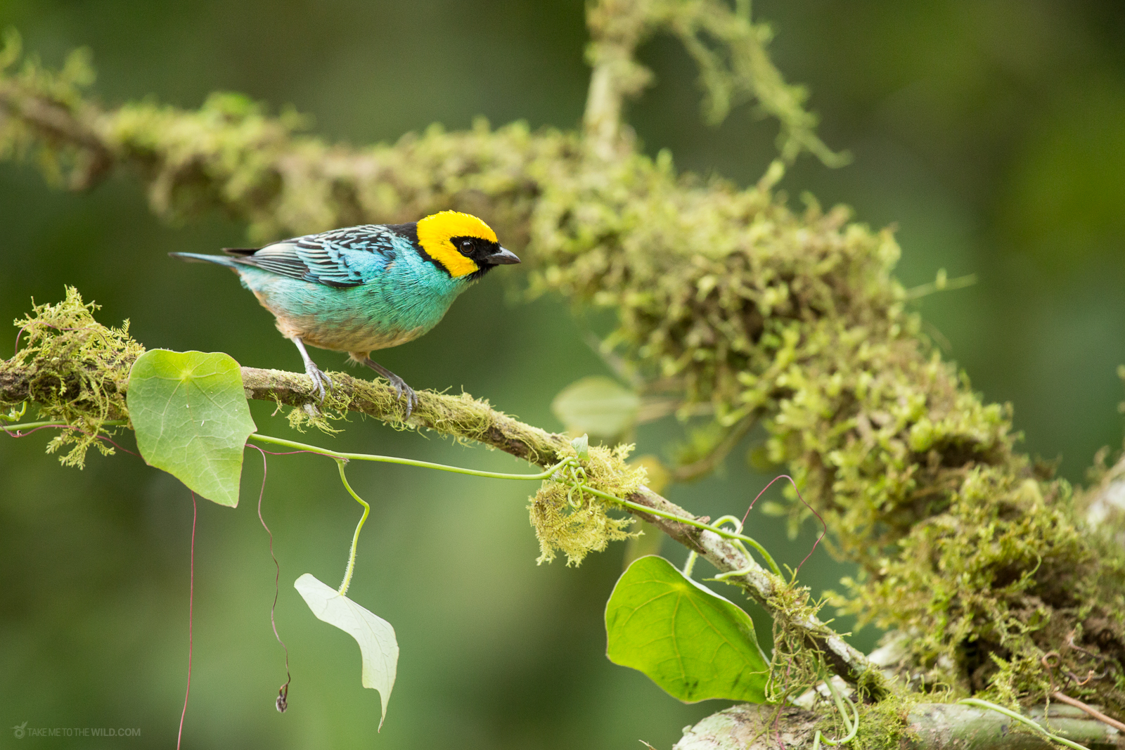 Saffron-crowned Tanager