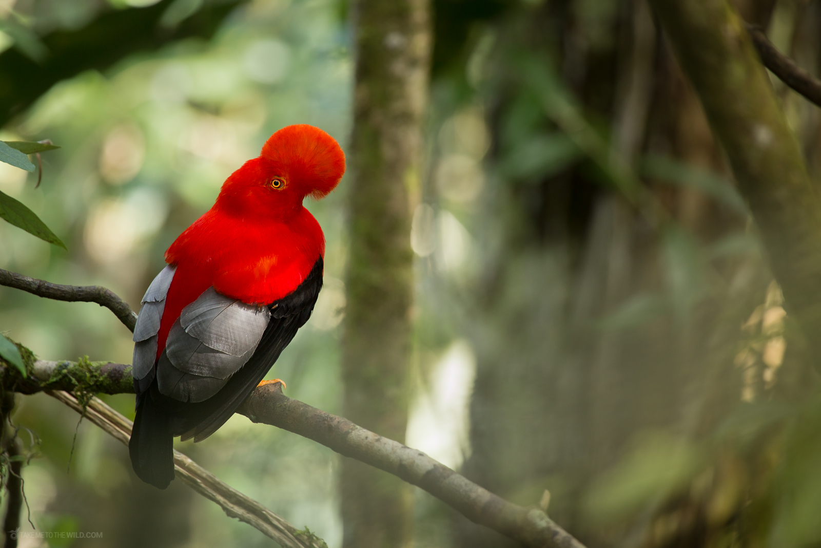 Andean Cock-of-the-Rock displaying